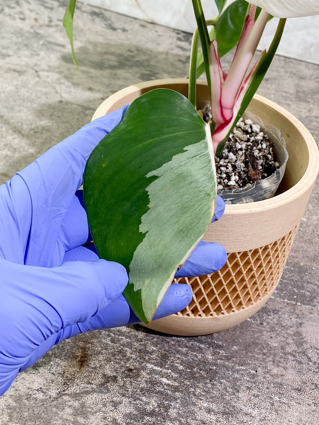 Philodendron White Princess Tricolor