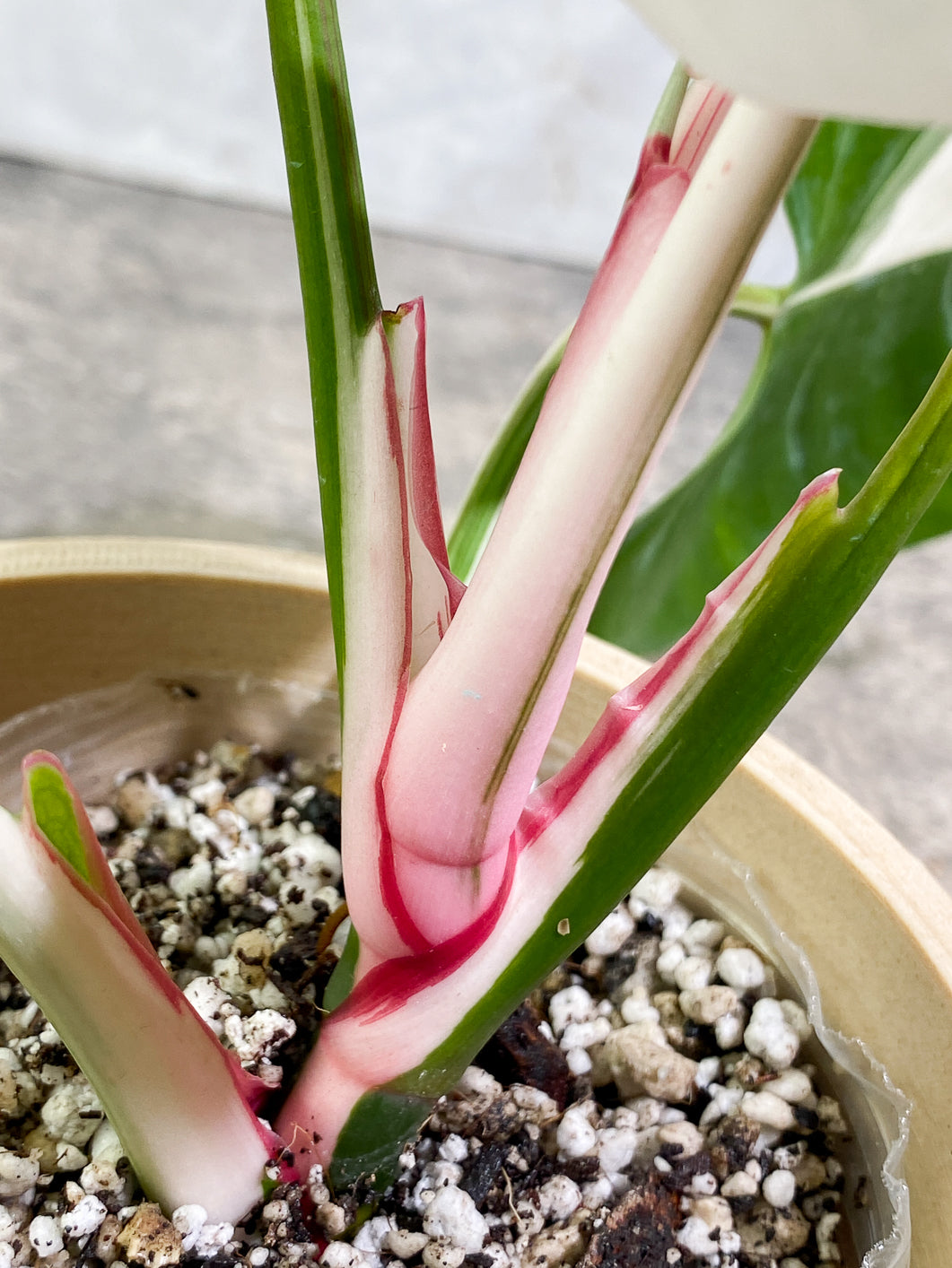 Philodendron White Princess Tricolor
