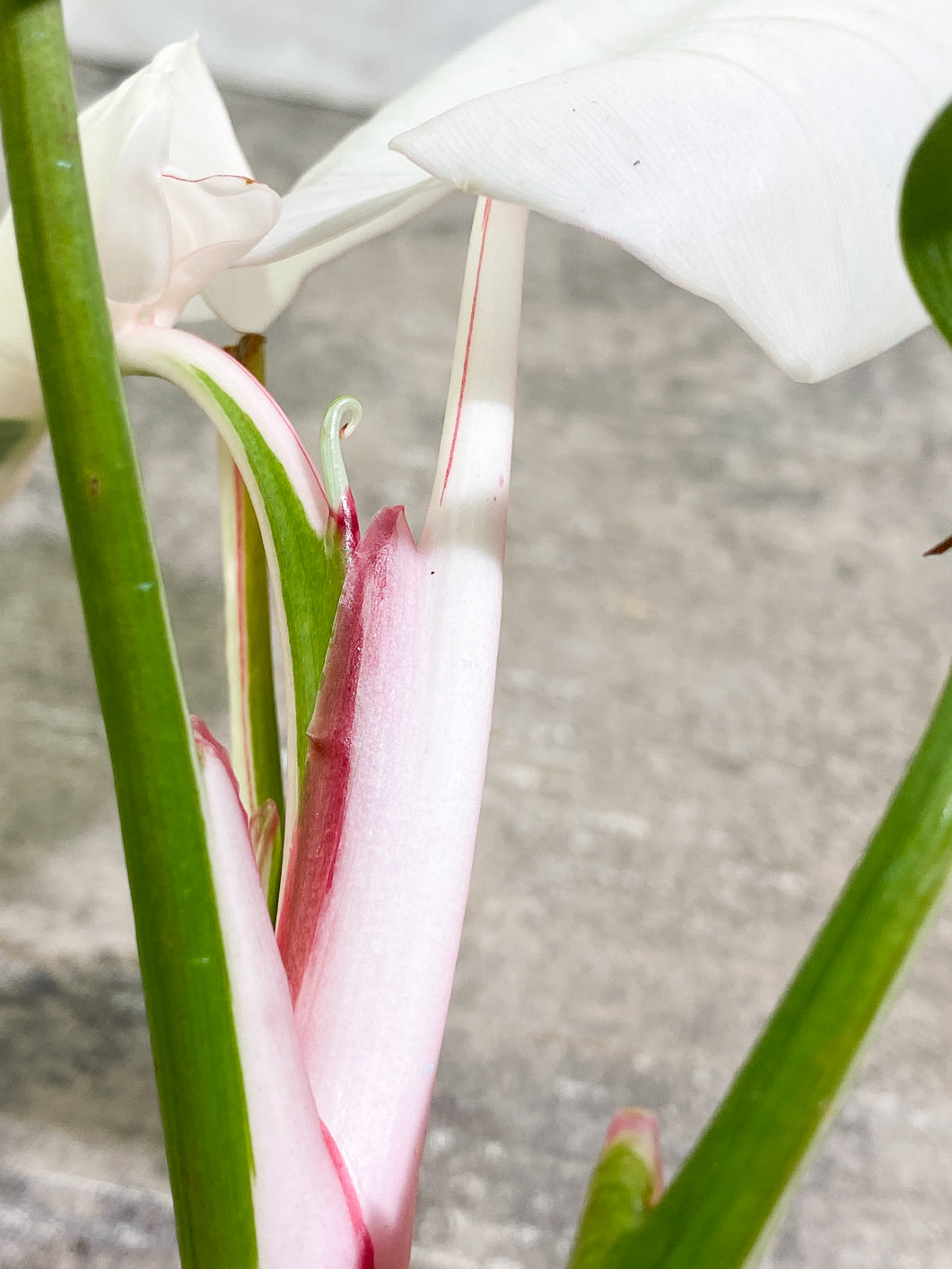 Philodendron White Princess Tricolor