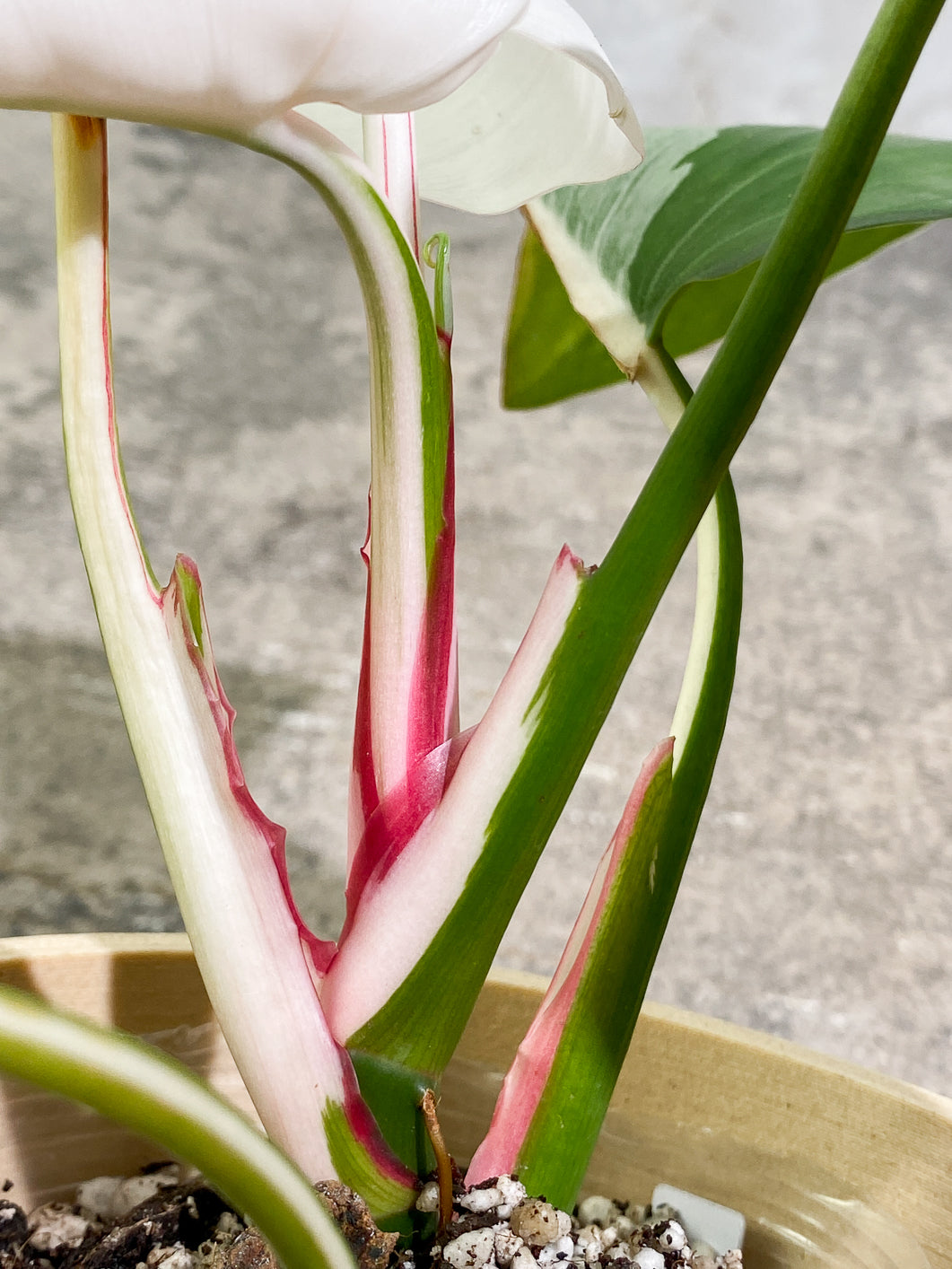 Philodendron White Princess Tricolor