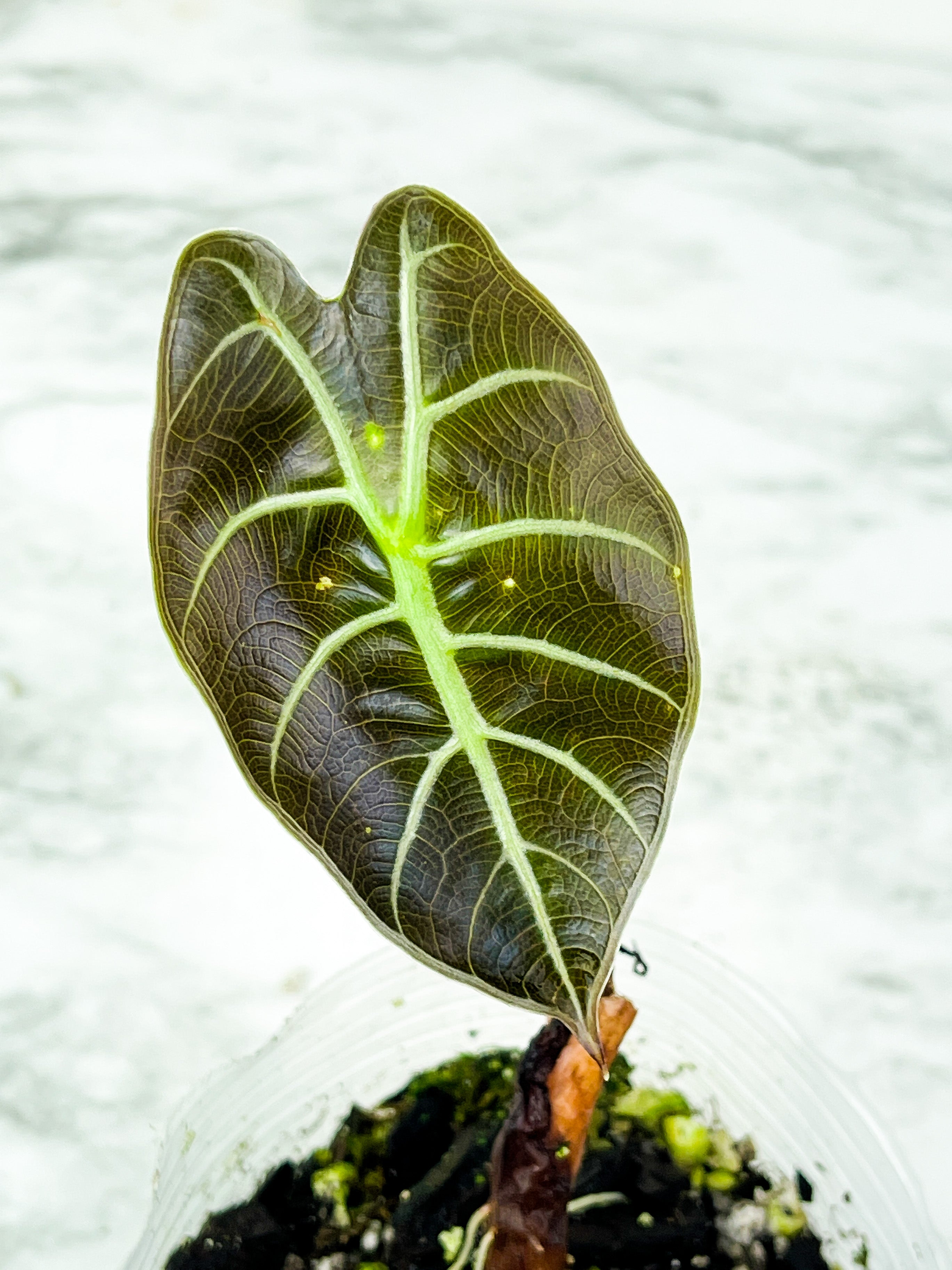 Alocasia Watsoniana Rooted