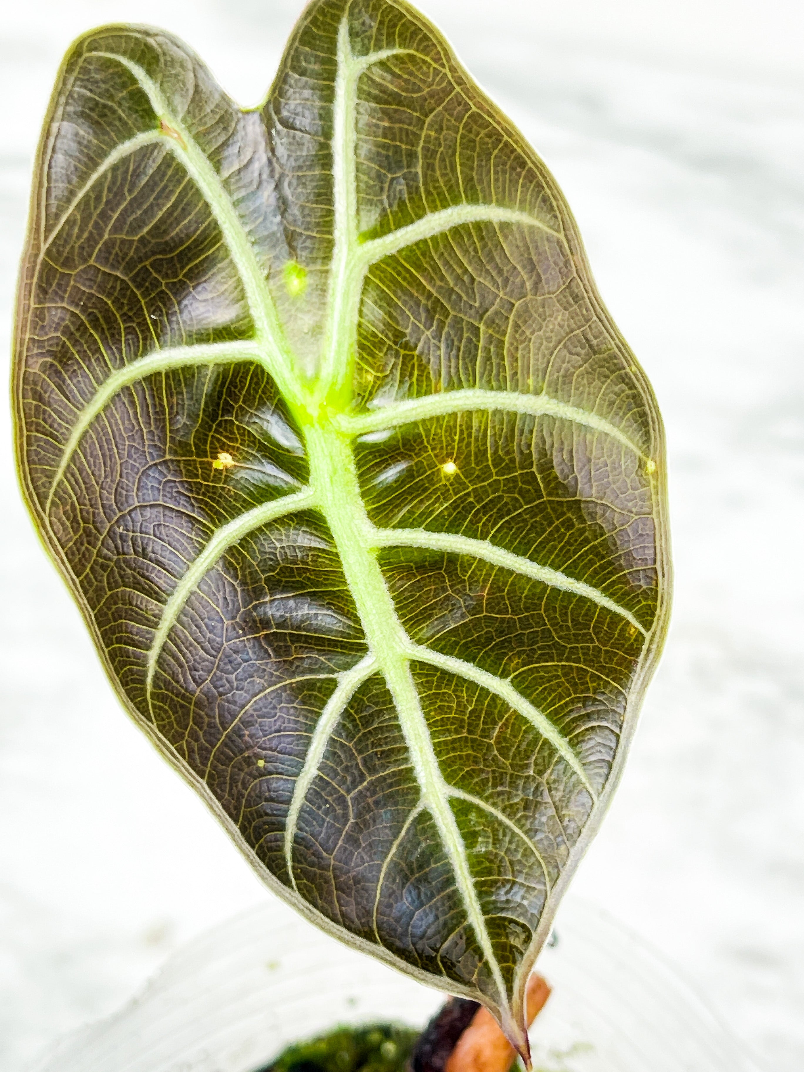 Alocasia Watsoniana Rooted