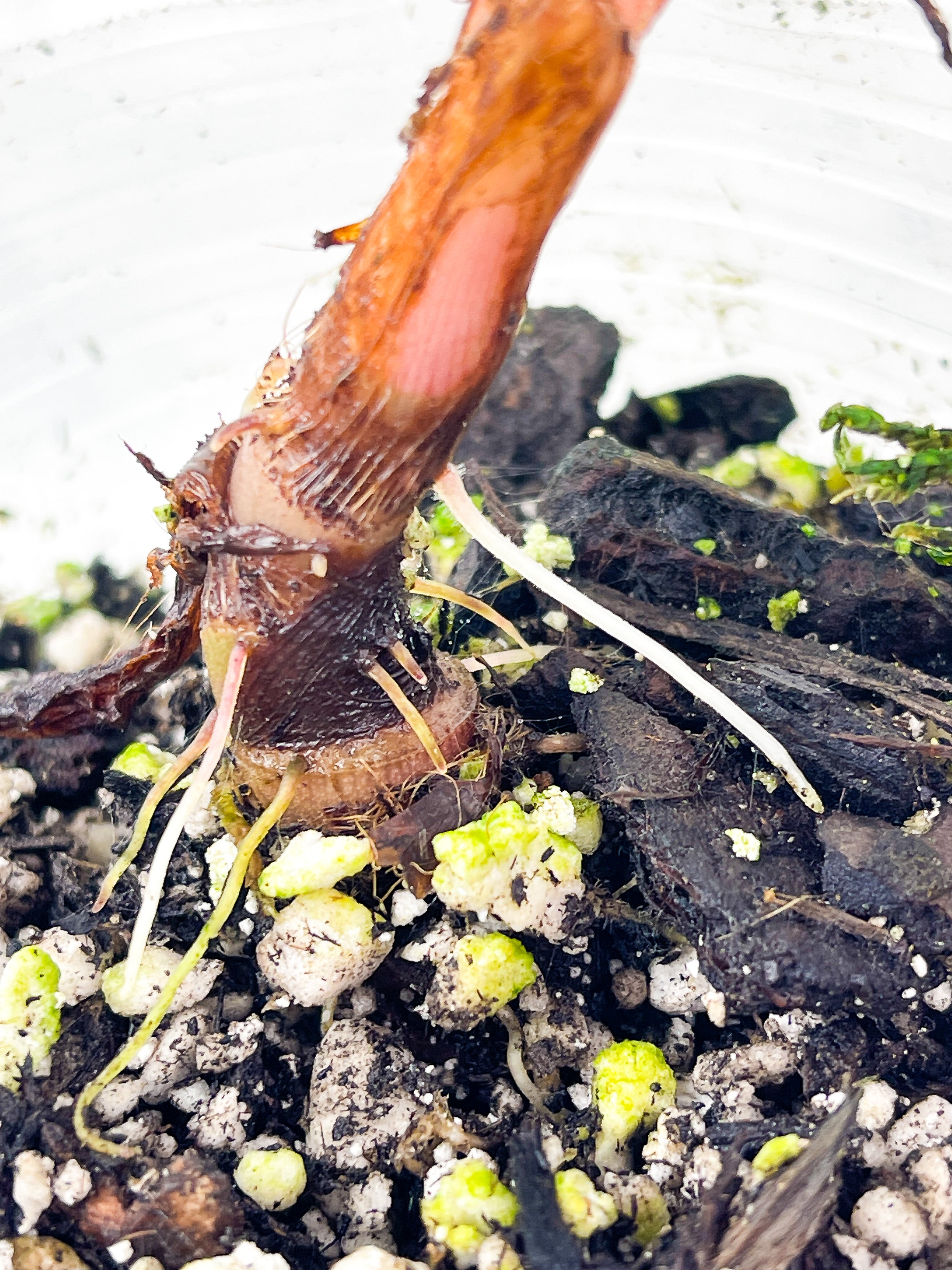 Alocasia Watsoniana Rooted