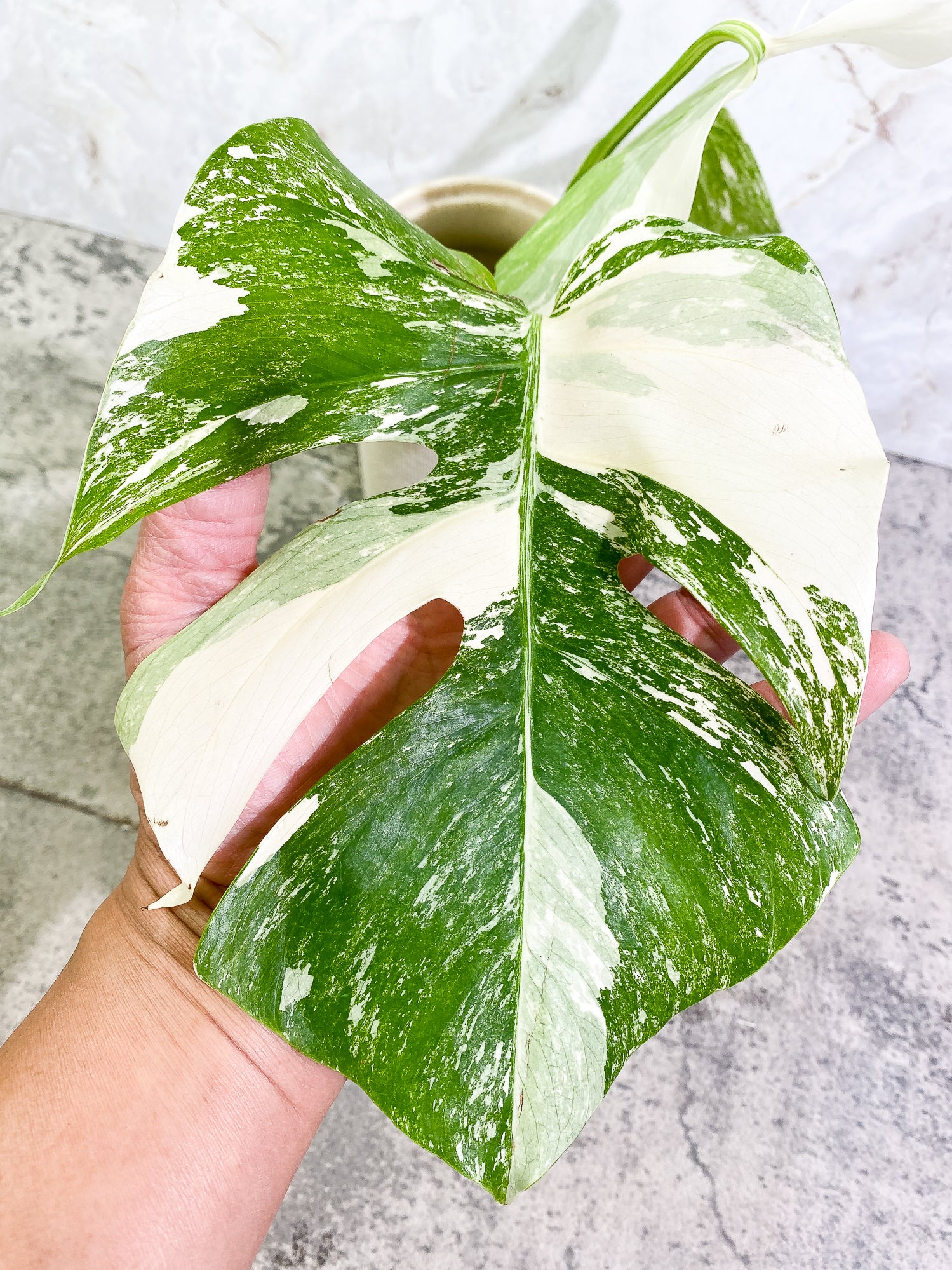 Monstera Albo 2 leaves Rooting