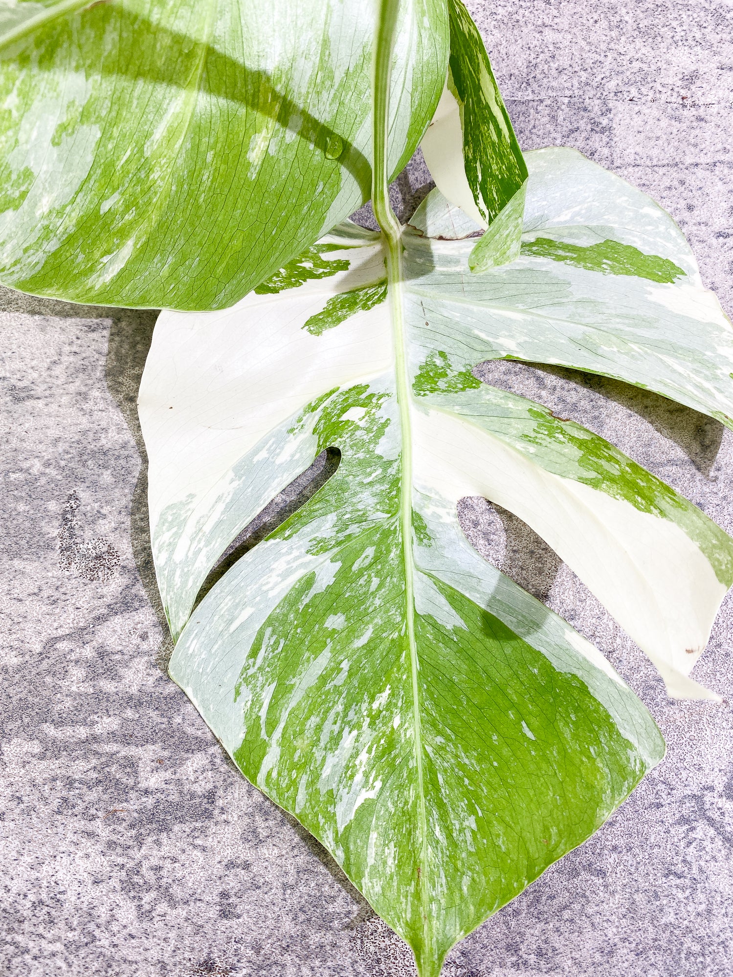 Monstera Albo 2 leaves Rooting