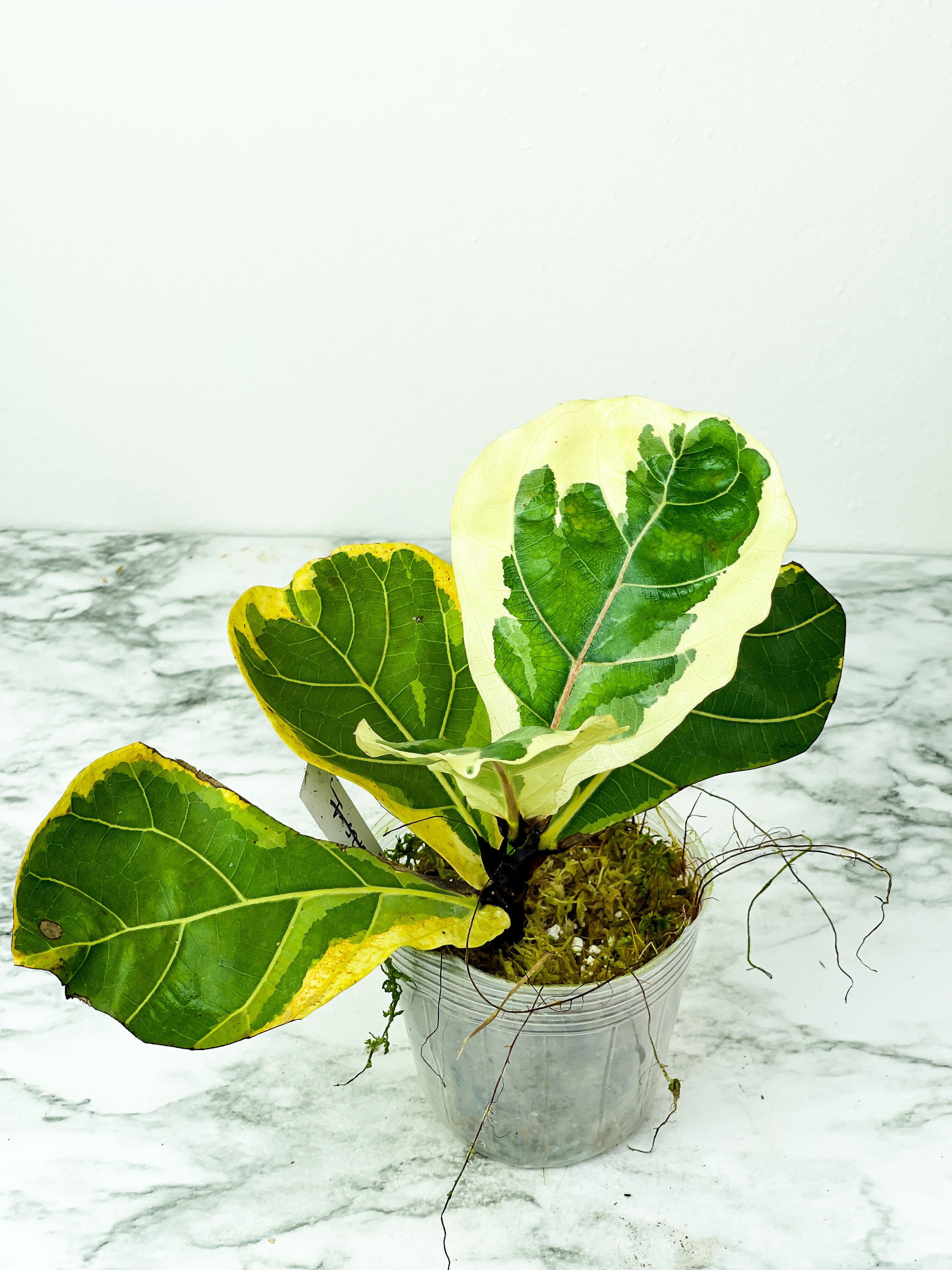 Variegated Ficus Lyrata (Variegated Fiddle Leaf Fig) Rooted 5 leaves and 2 more on the way