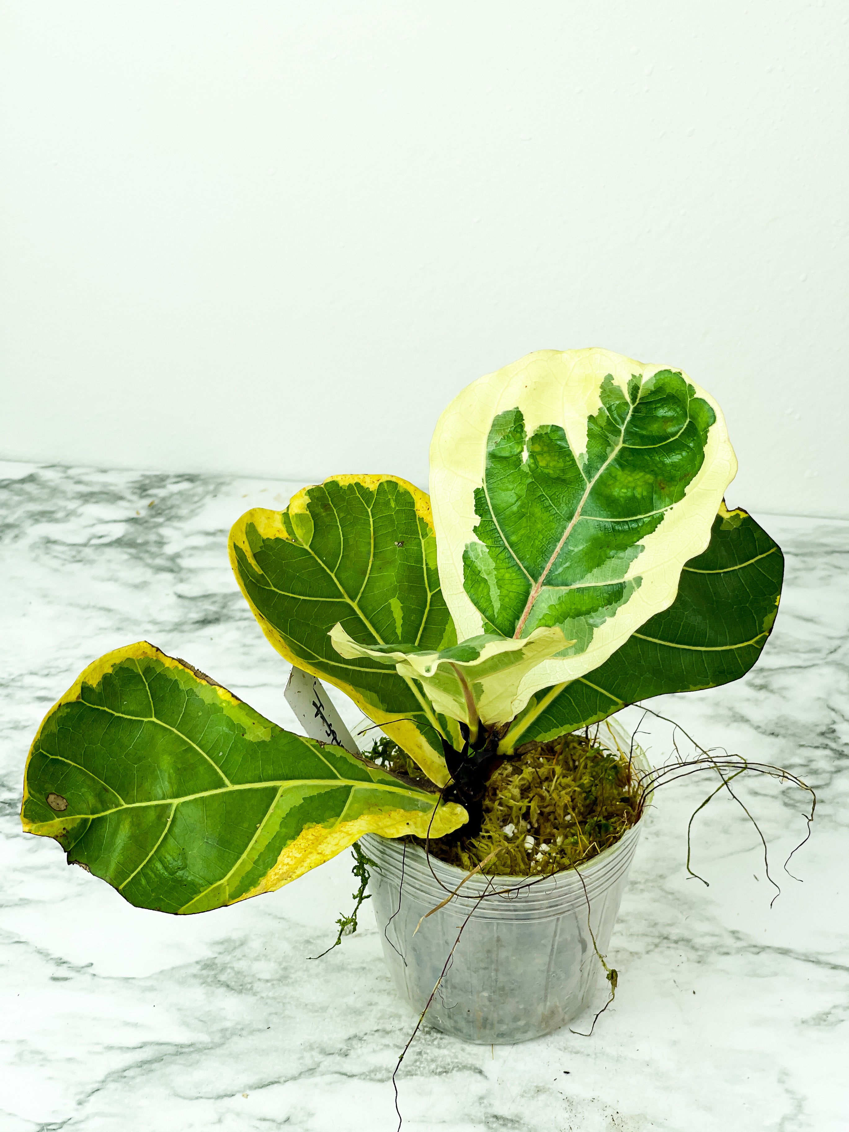 Variegated Ficus Lyrata (Variegated Fiddle Leaf Fig) Rooted 5 leaves and 2 more on the way