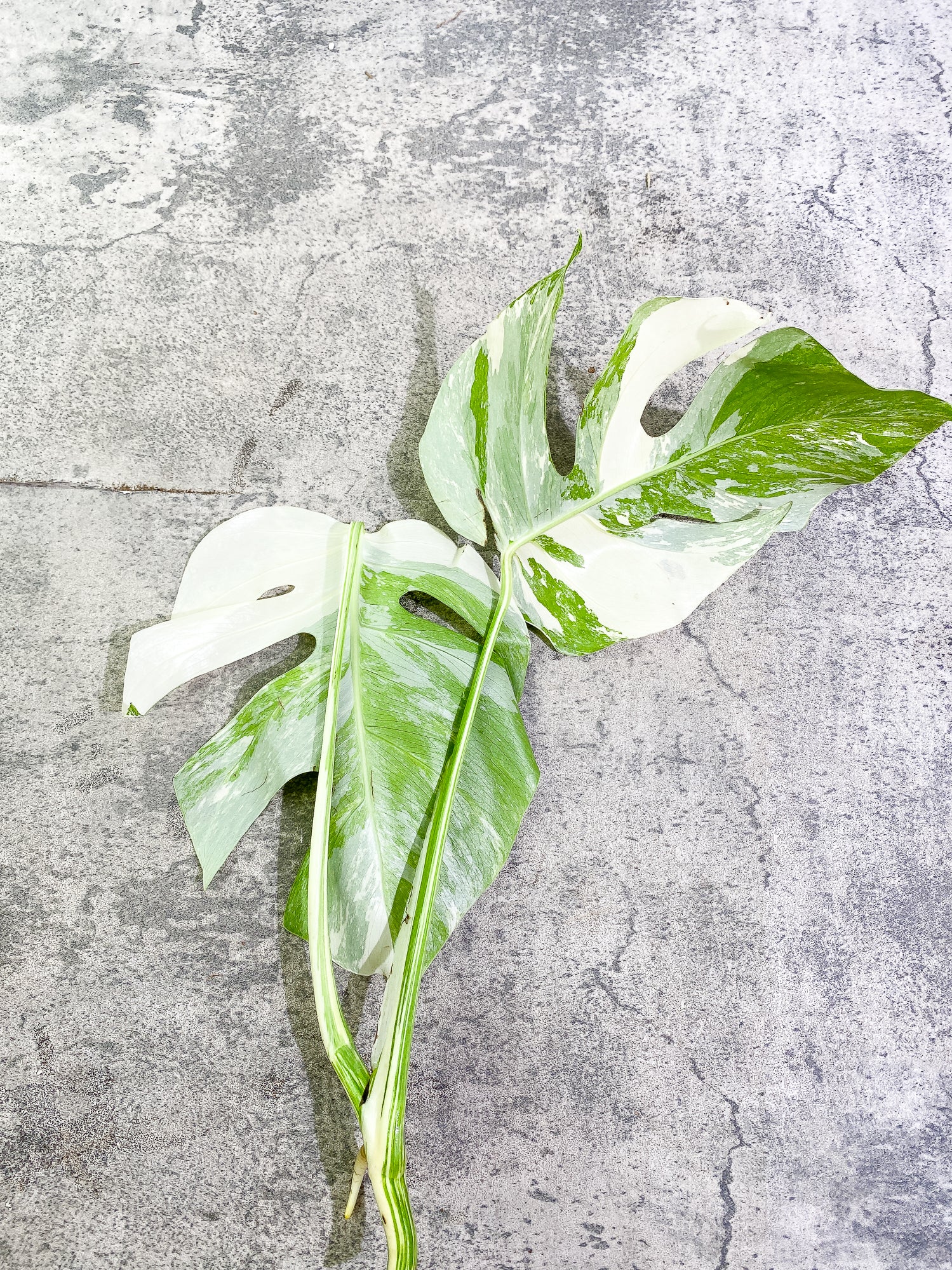 Monstera Albo 2 leaves Rooting