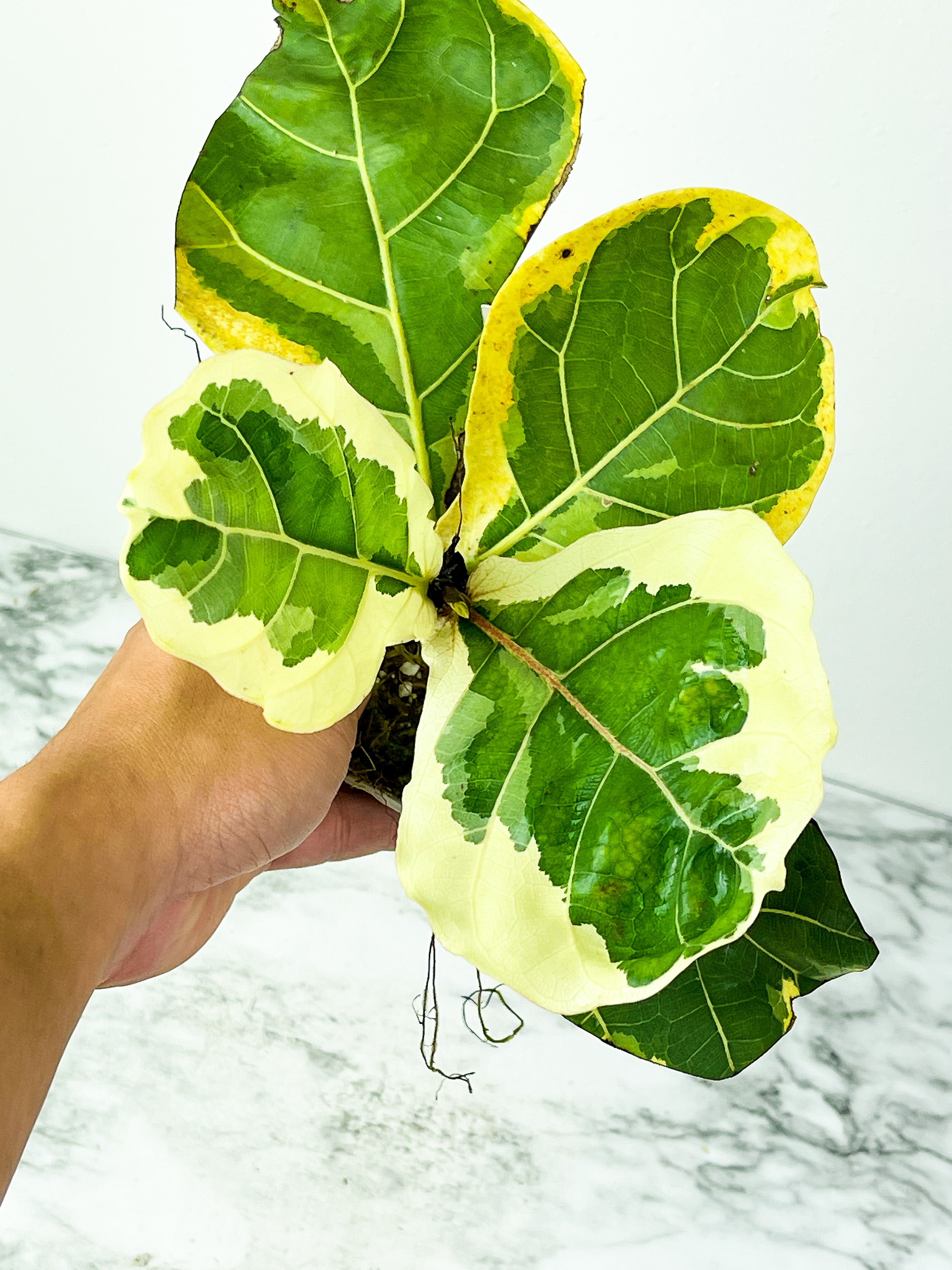 Variegated Ficus Lyrata (Variegated Fiddle Leaf Fig) Rooted 5 leaves and 2 more on the way