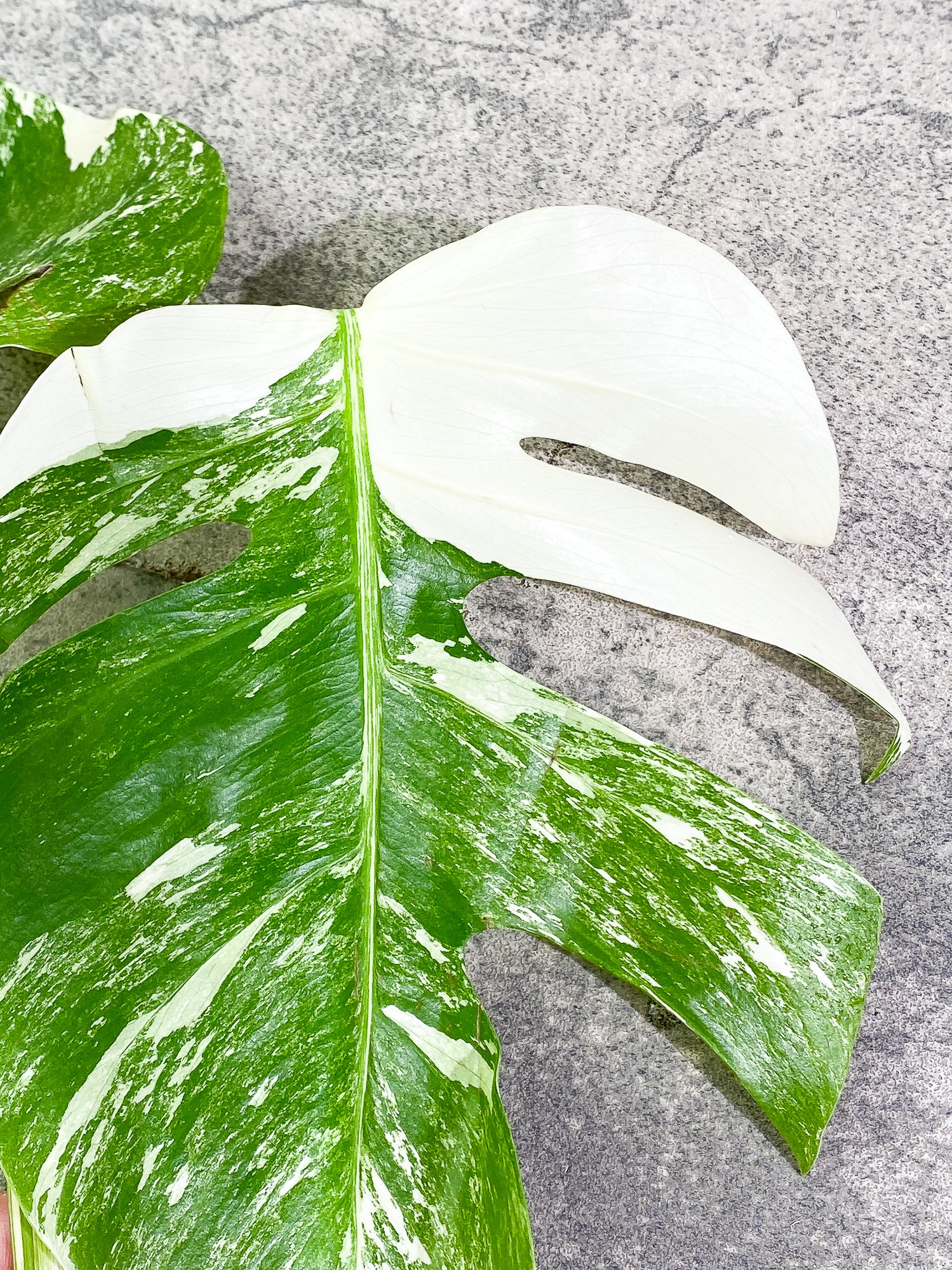 Monstera Albo 2 leaves Rooting