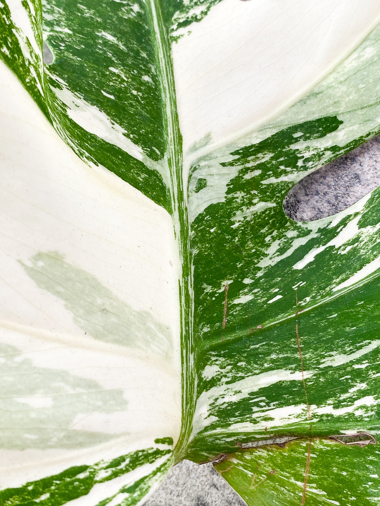 Monstera Albo 2 leaves Rooting