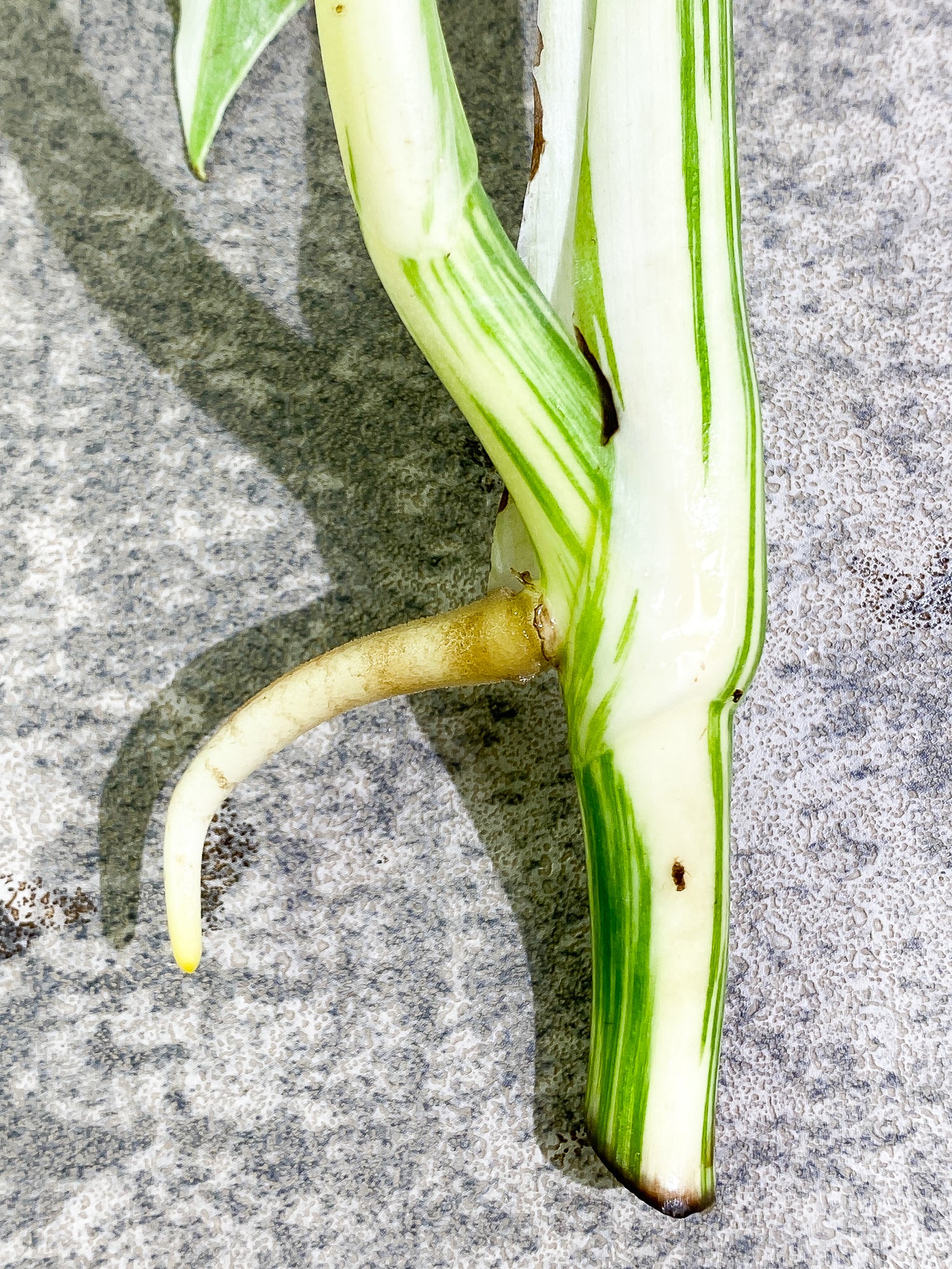 Monstera Albo 2 leaves Rooting