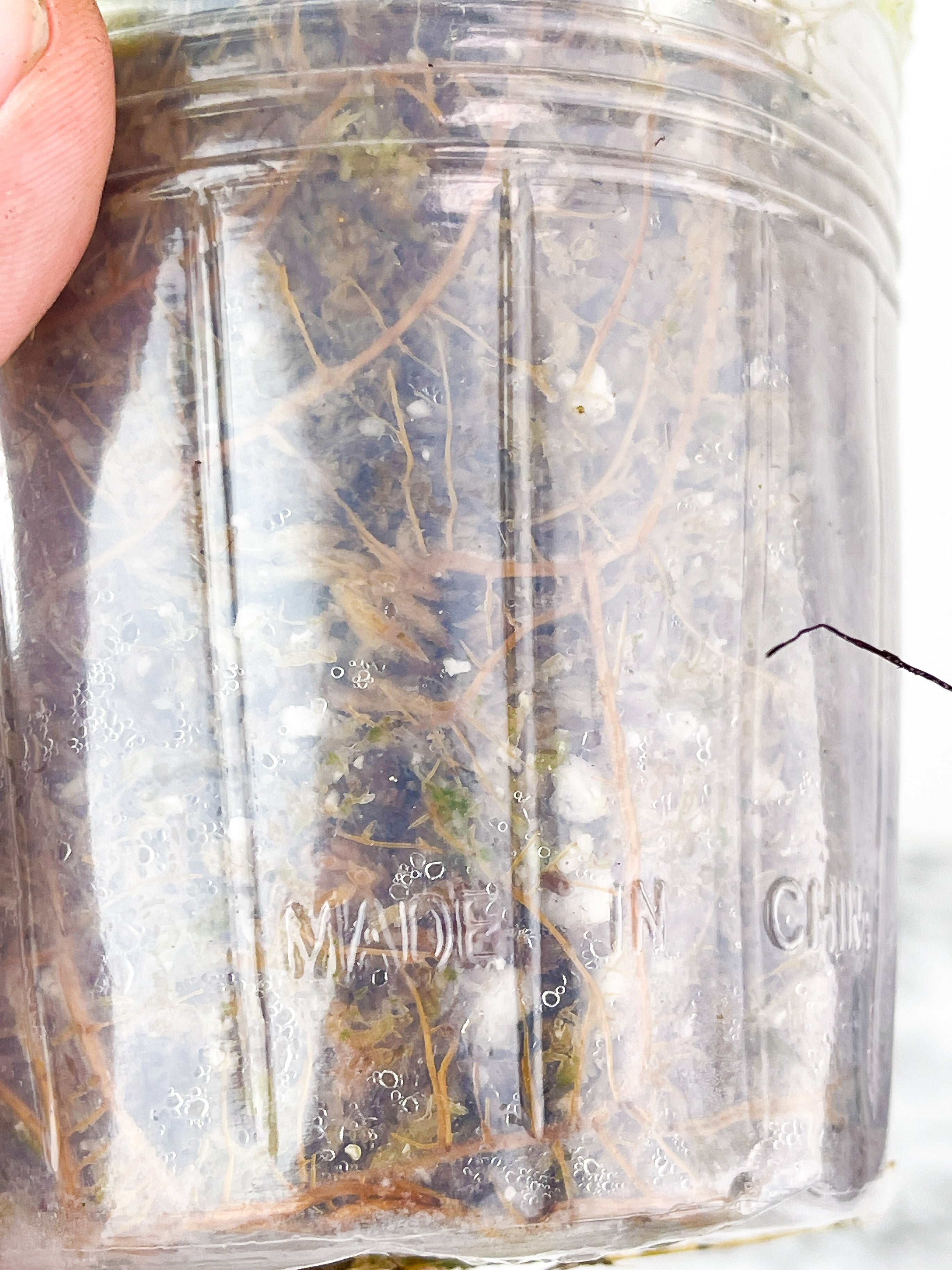 Variegated Ficus Lyrata (Variegated Fiddle Leaf Fig) Rooted 5 leaves and 2 more on the way