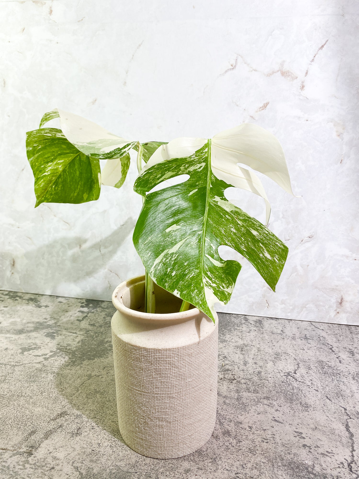 Monstera Albo 2 leaves Rooting