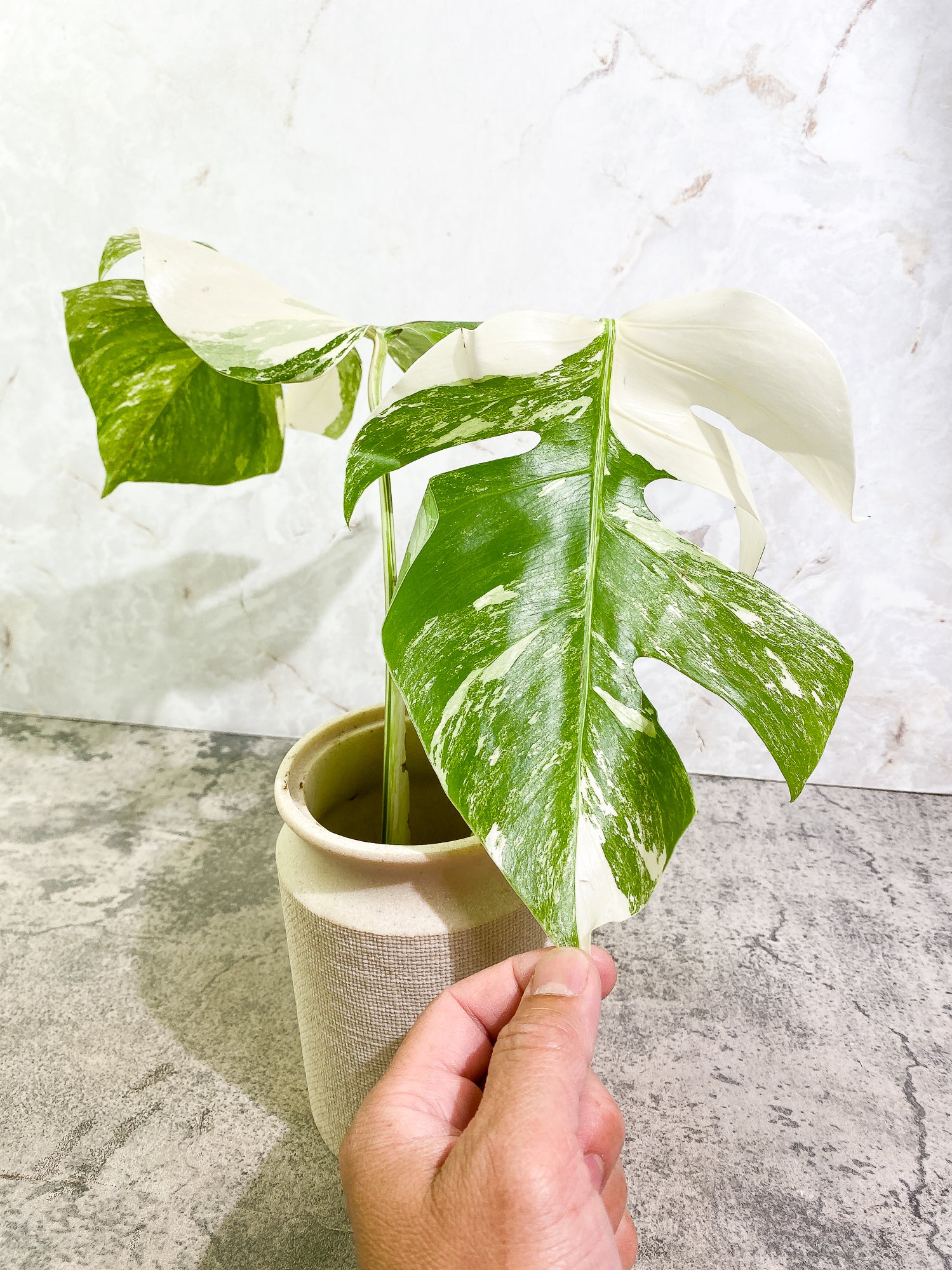 Monstera Albo 2 leaves Rooting