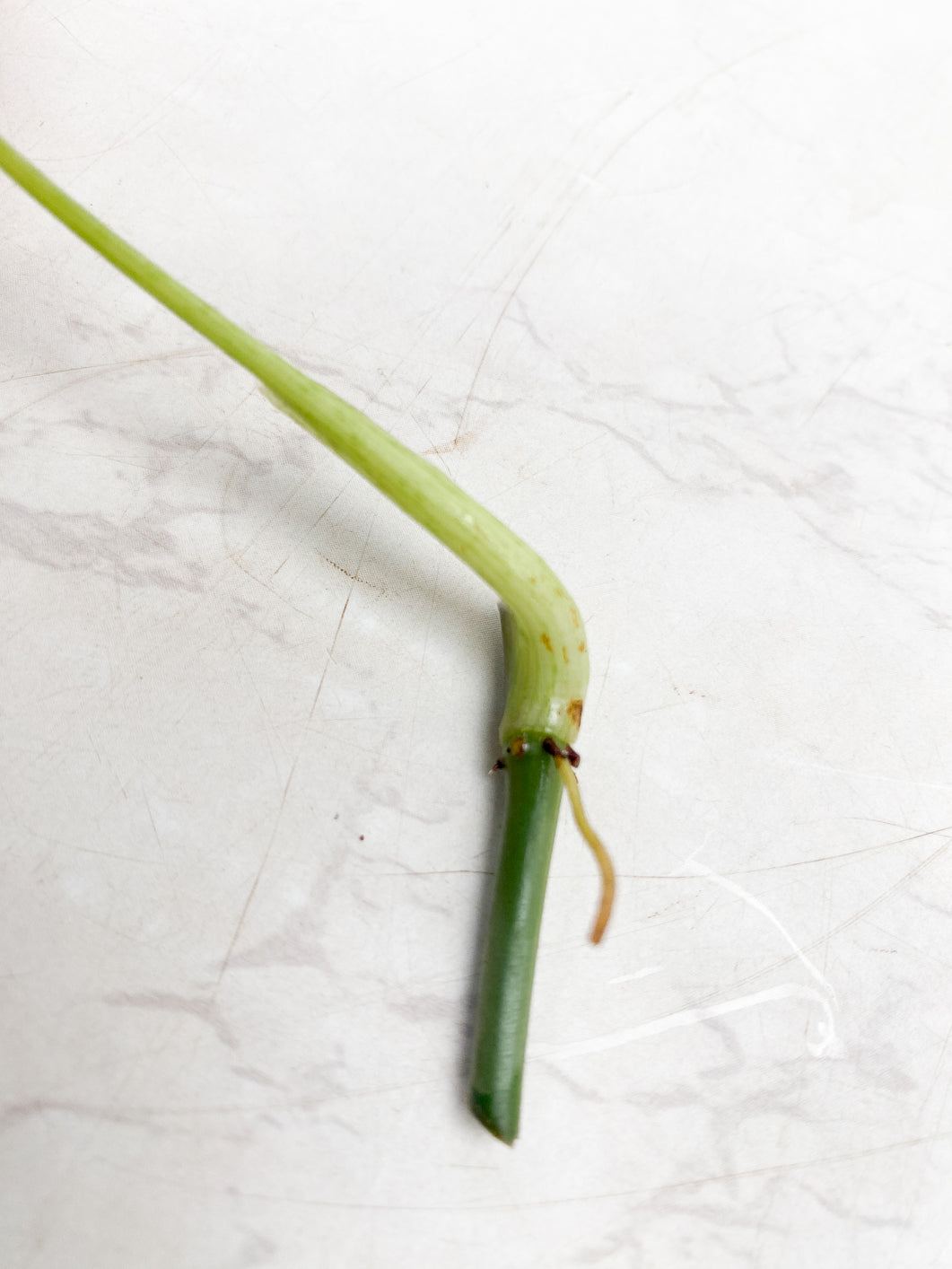 Philodendron Melanochrysum variegated node