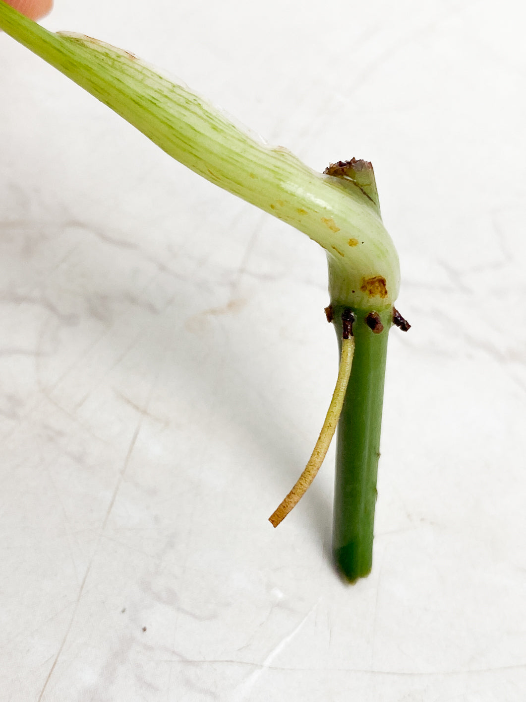 Philodendron Melanochrysum variegated node