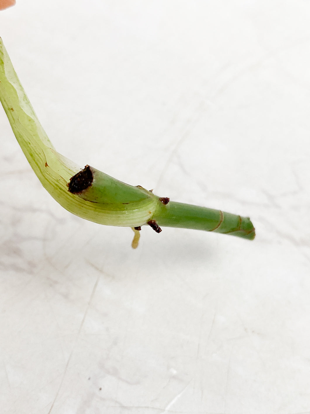 Philodendron Melanochrysum variegated node