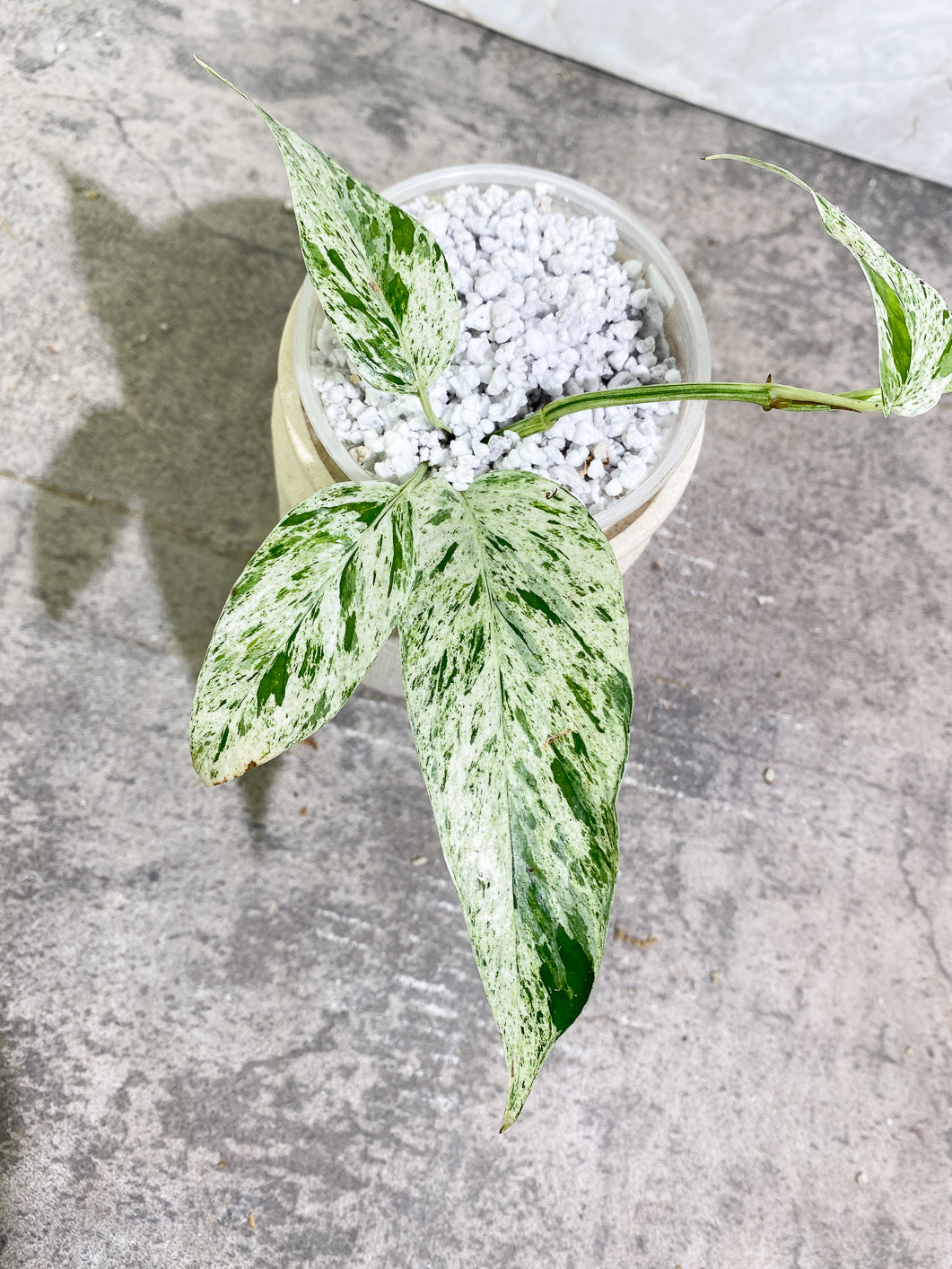Growers Choice: Epipremnum Pinnatum Marble slightly rooted full plant