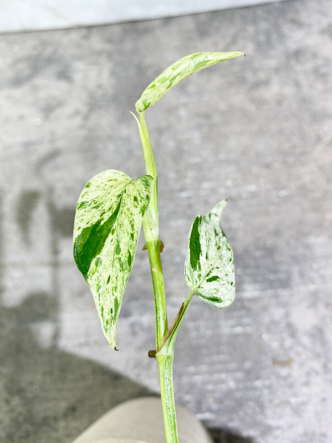 Growers Choice: Epipremnum Pinnatum Marble slightly rooted full plant