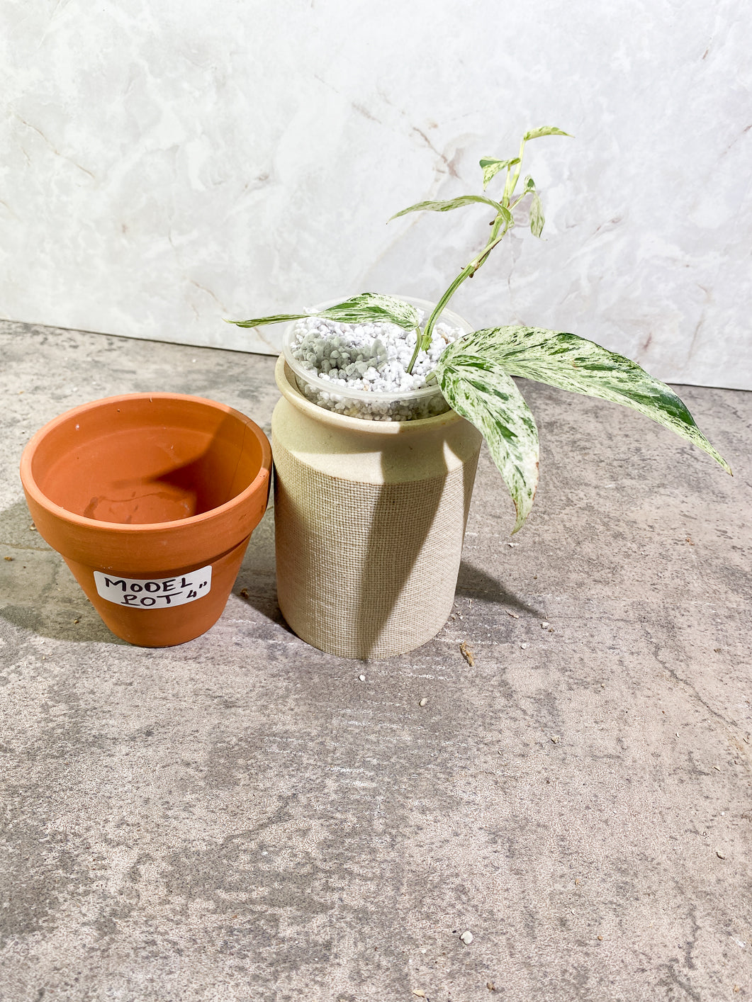 Growers Choice: Epipremnum Pinnatum Marble slightly rooted full plant