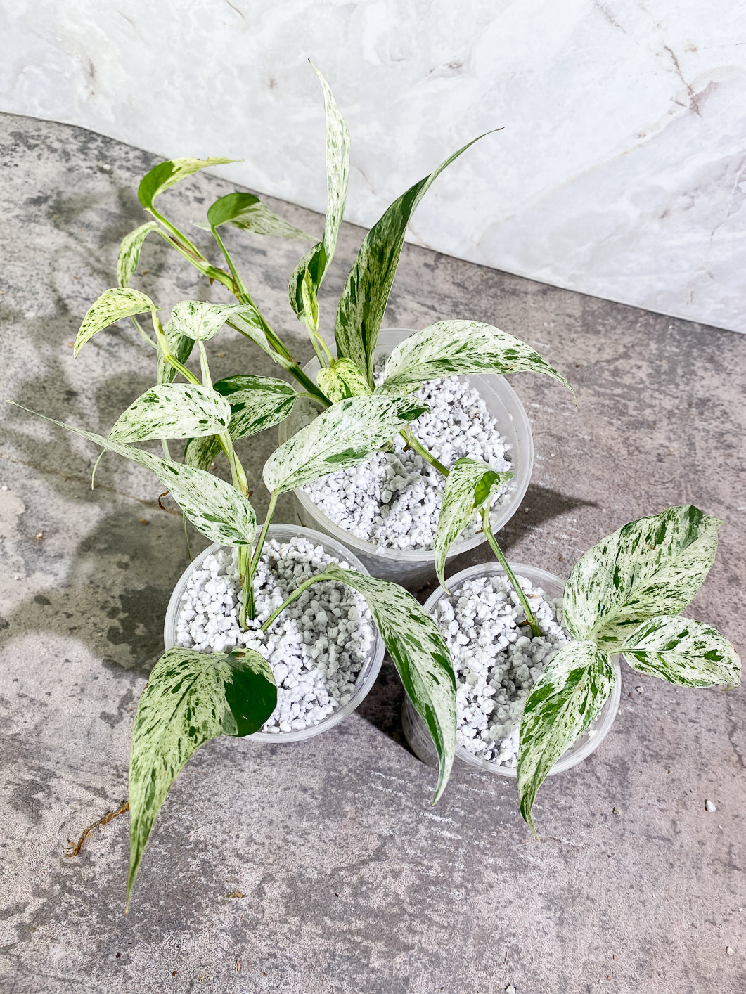 Growers Choice: Epipremnum Pinnatum Marble slightly rooted full plant