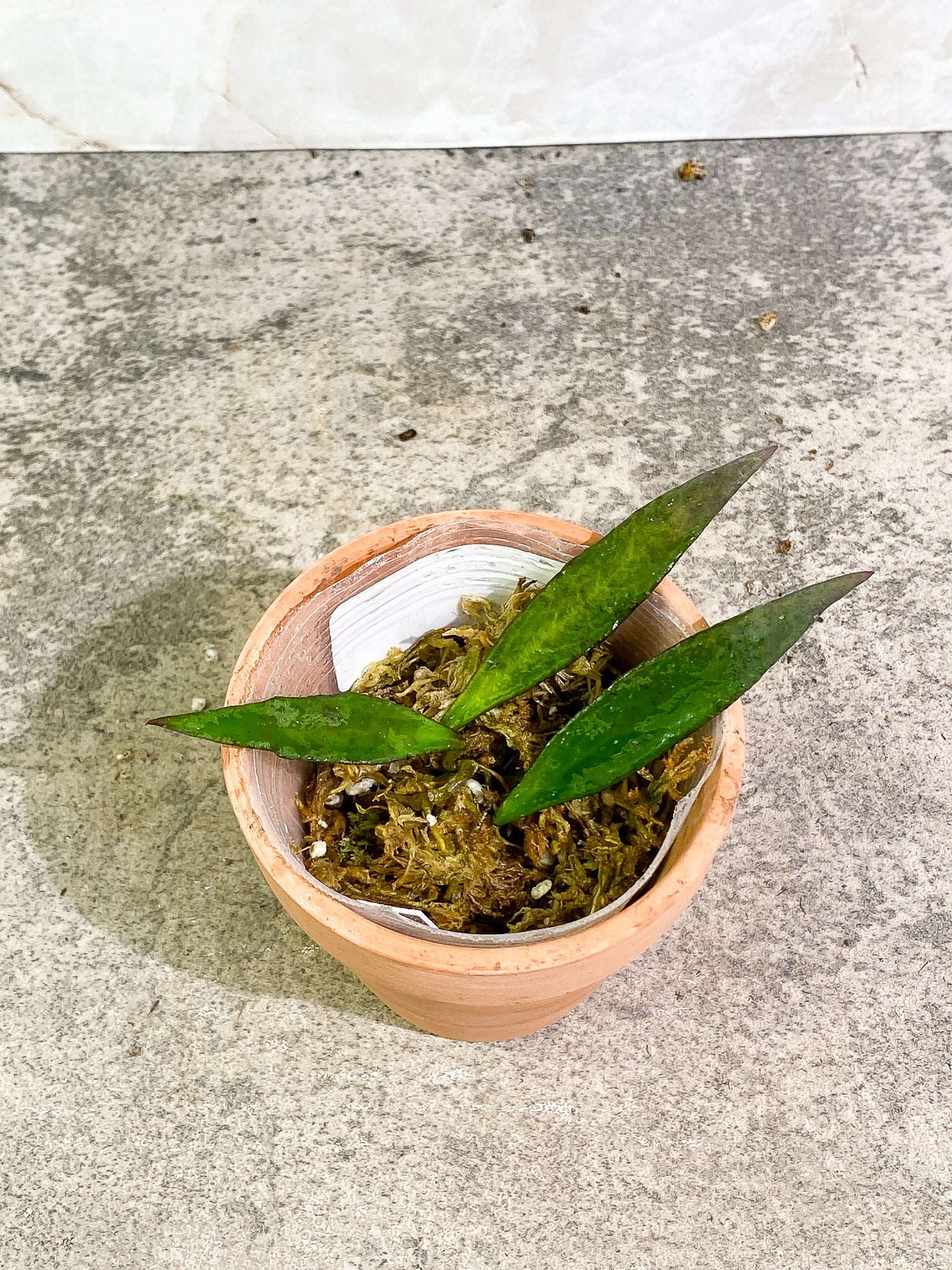 Hoya mirabilis 3 leaves fully rooted