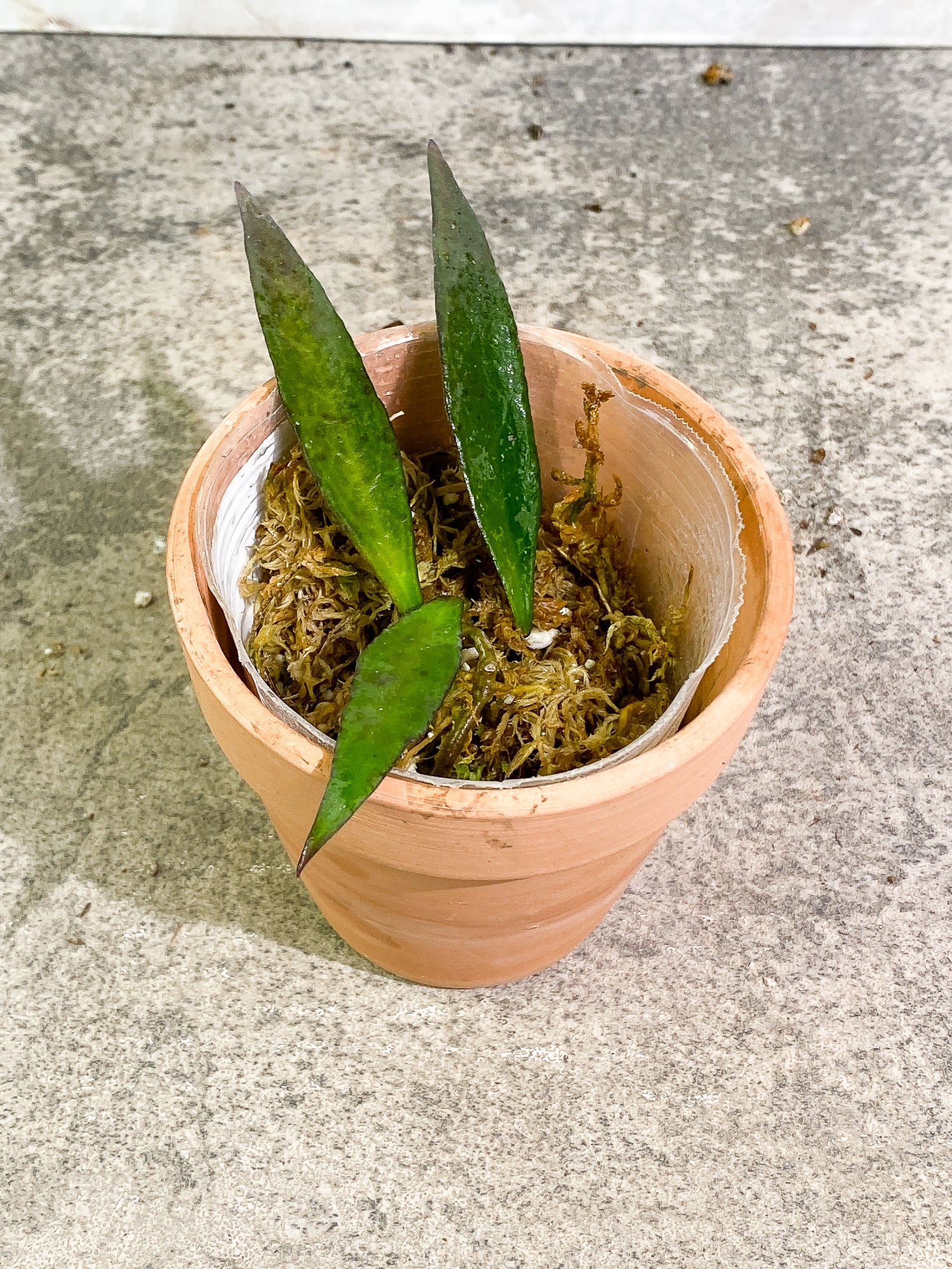 Hoya mirabilis 3 leaves fully rooted