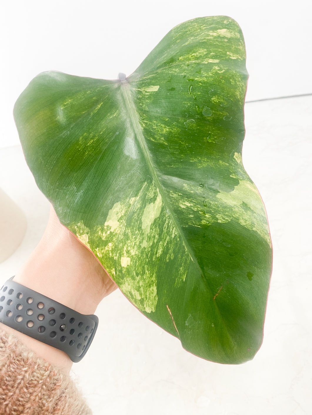 Philodendron Strawberry Shake 1 leaf