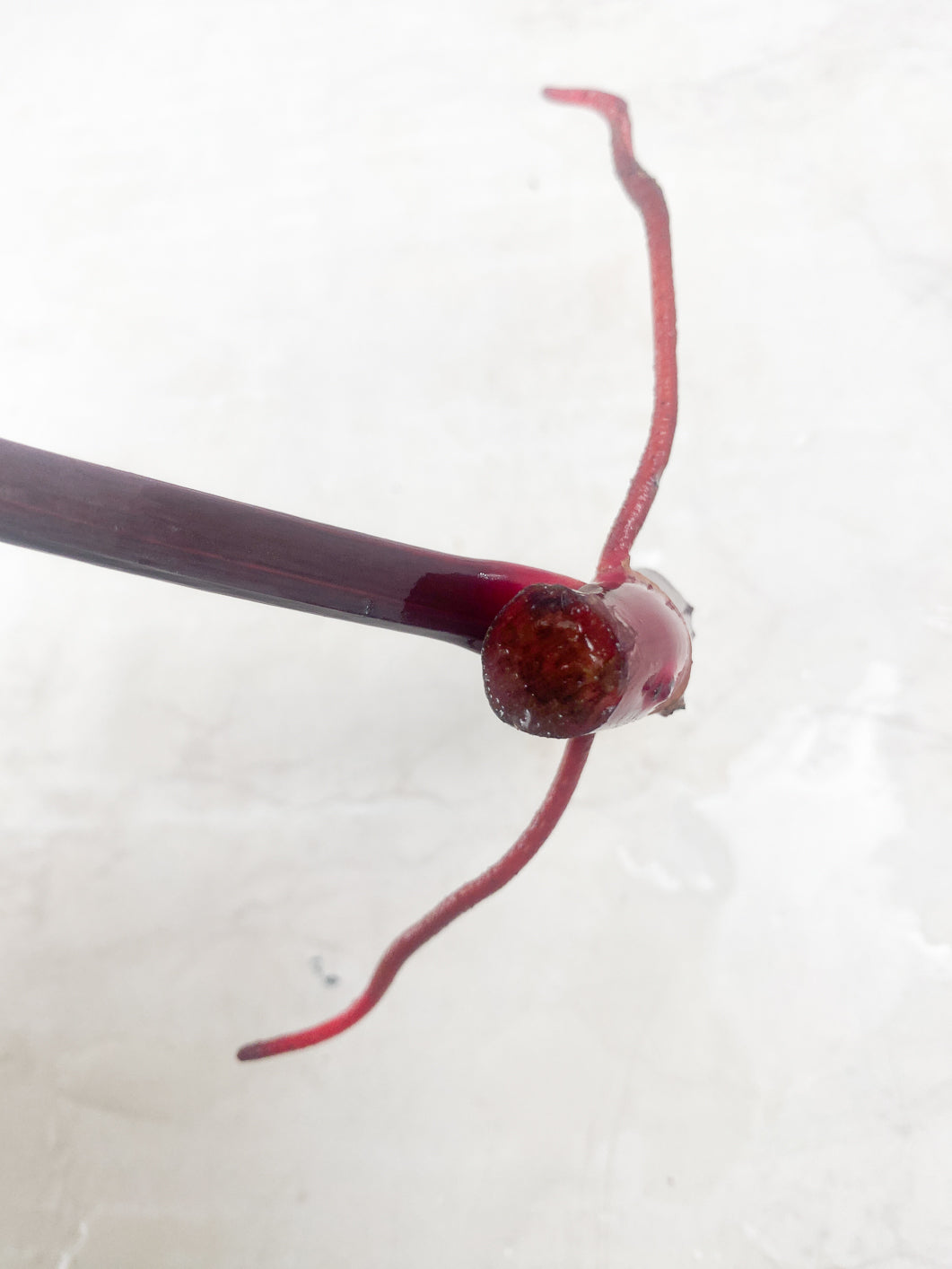 Philodendron Strawberry Shake 1 leaf