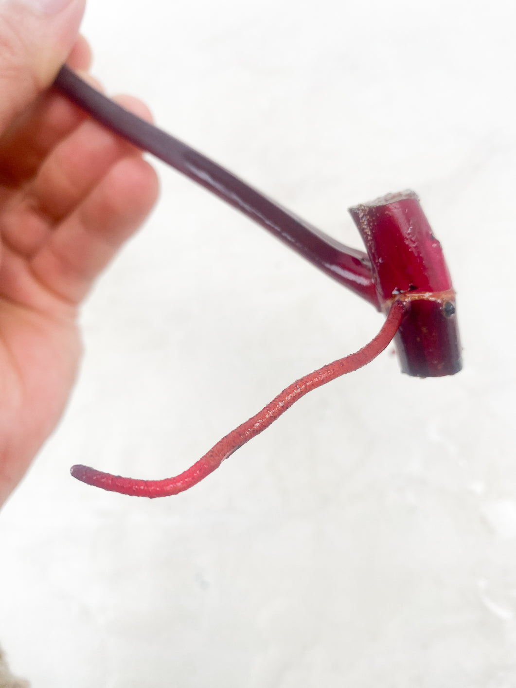 Philodendron Strawberry Shake 1 leaf