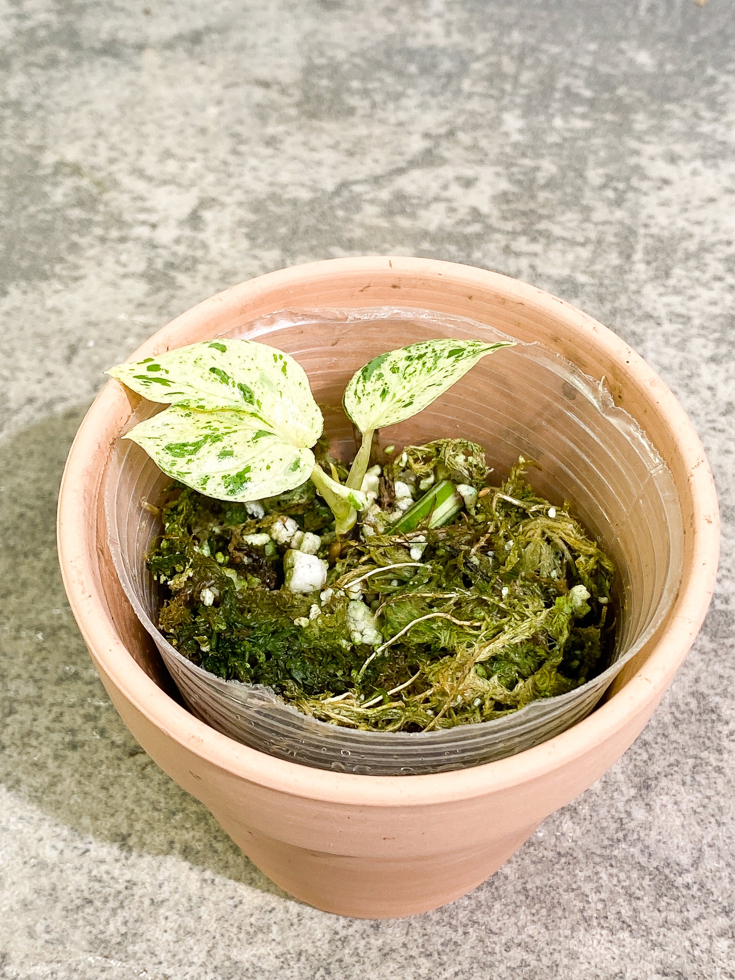 Epipremnum pinnatum marble 3 leaves 2 sprouts slightly rooted