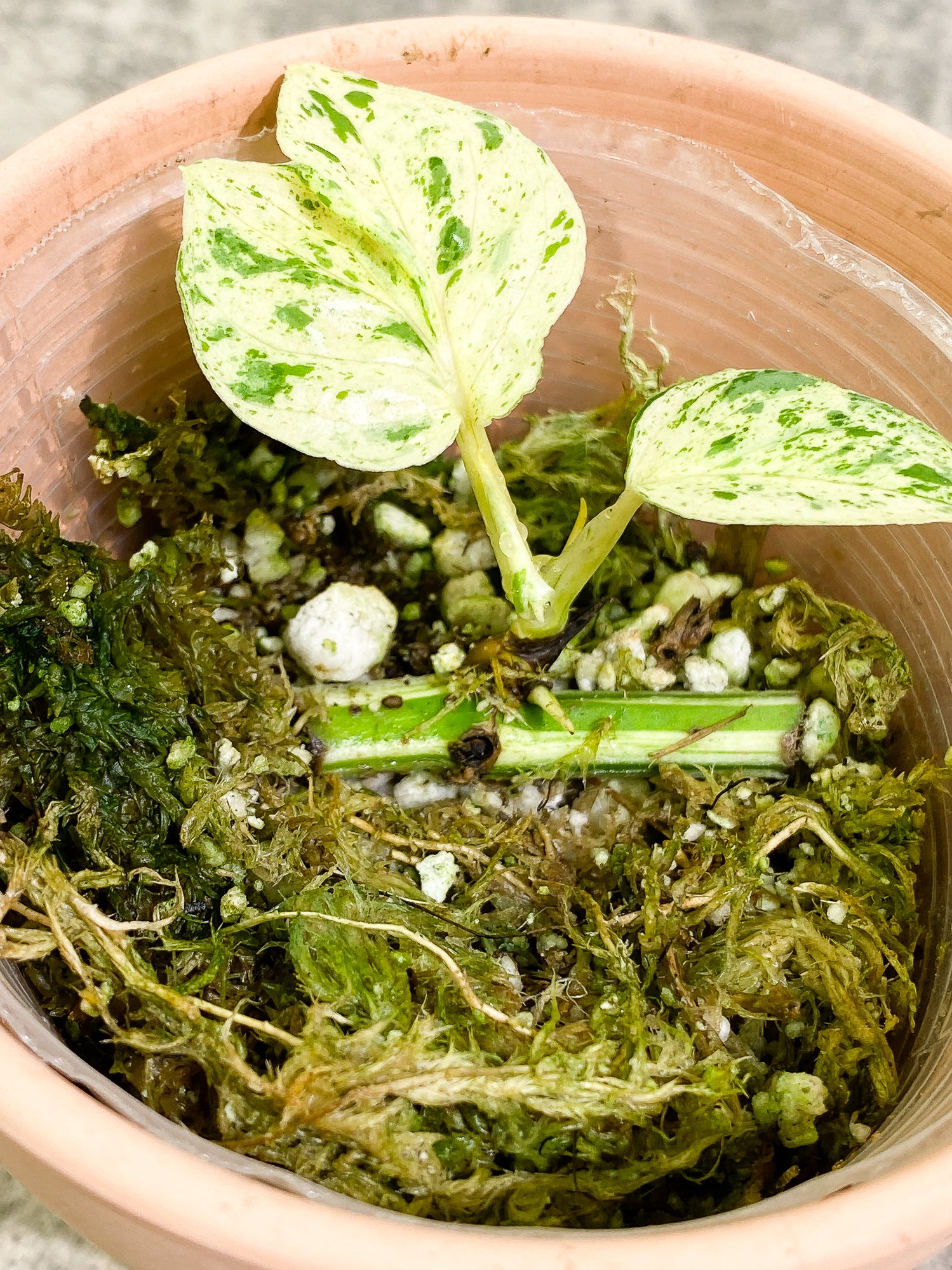 Epipremnum pinnatum marble 3 leaves 2 sprouts slightly rooted