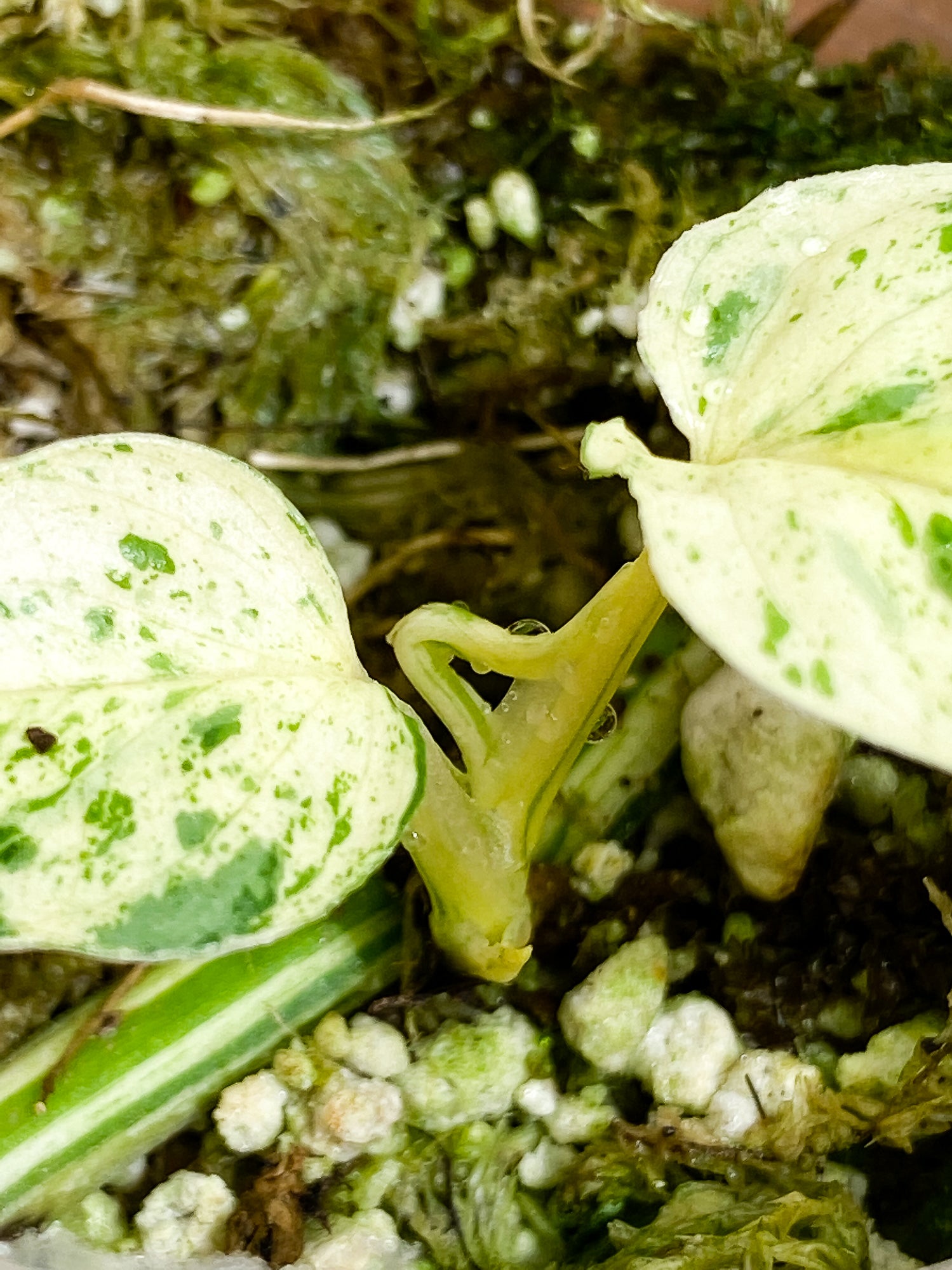 Epipremnum pinnatum marble 3 leaves 2 sprouts slightly rooted