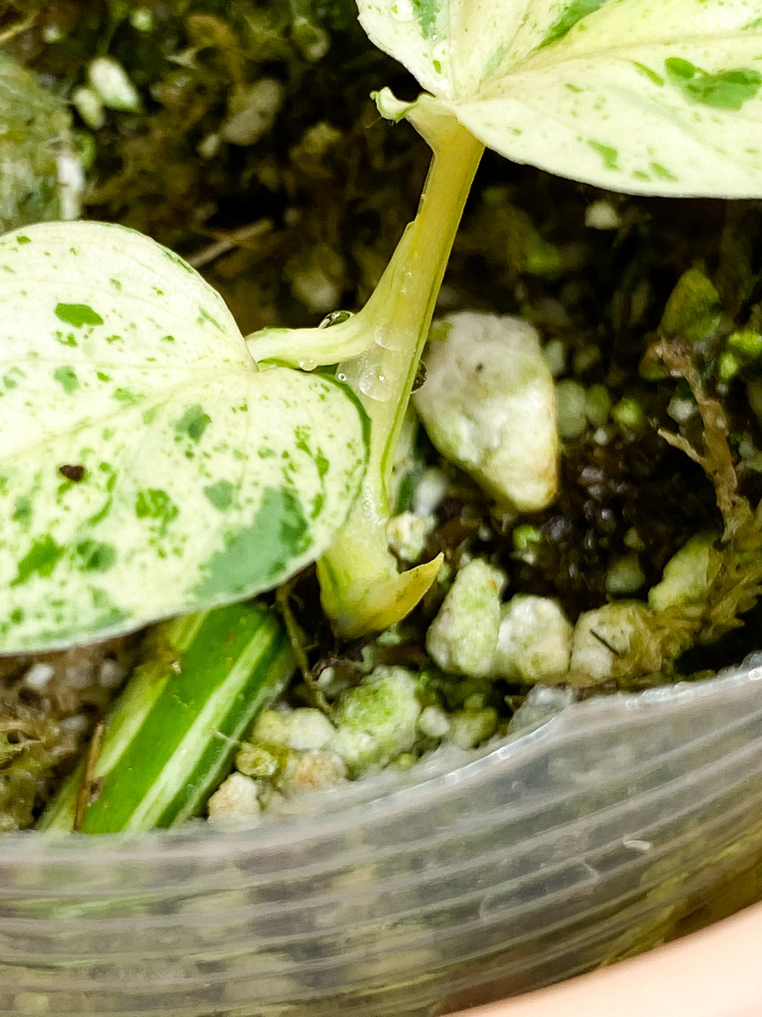 Epipremnum pinnatum marble 3 leaves 2 sprouts slightly rooted