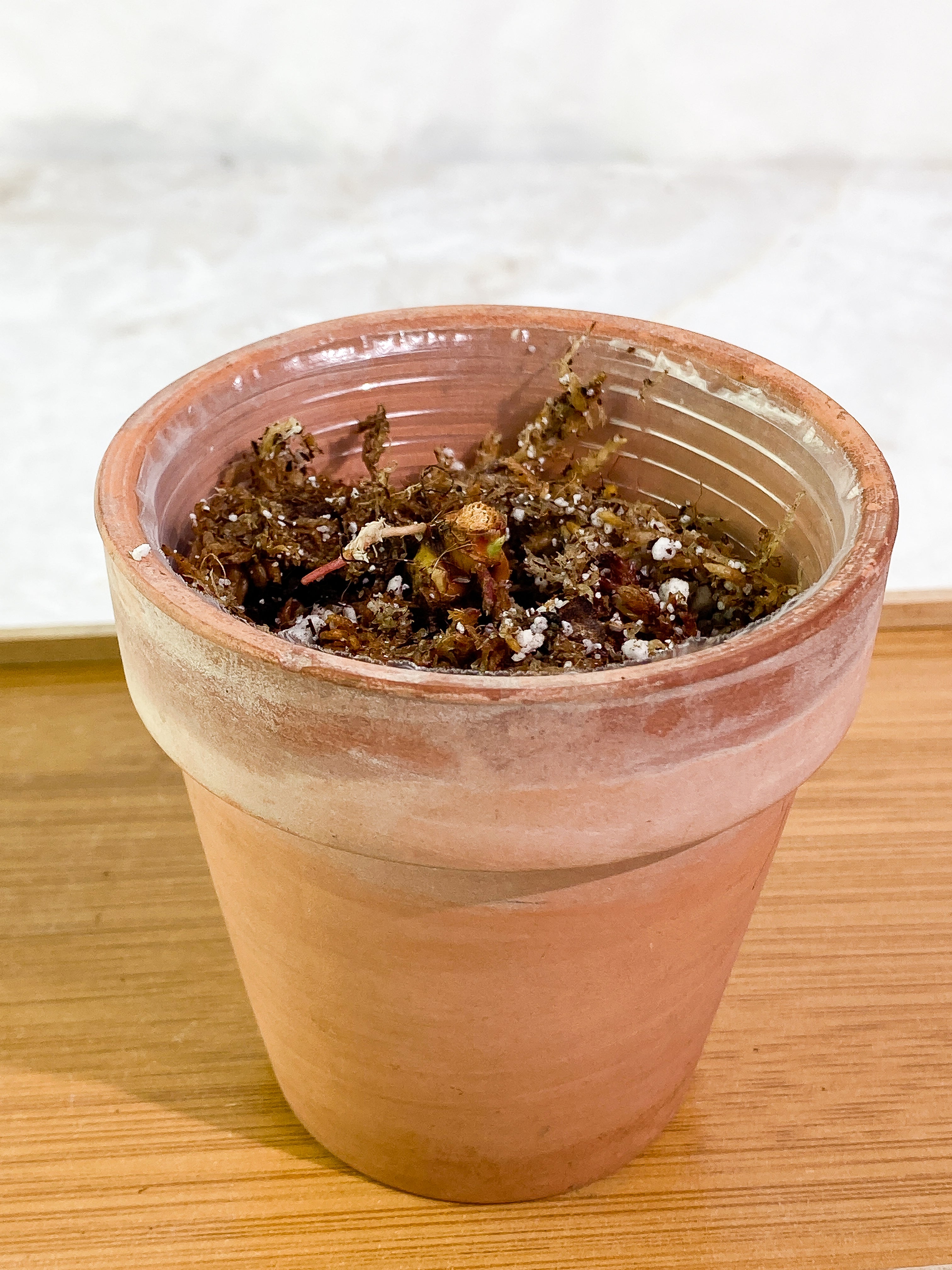 Philodendron El Choco Red triple node 2 sprouts slightly rooted