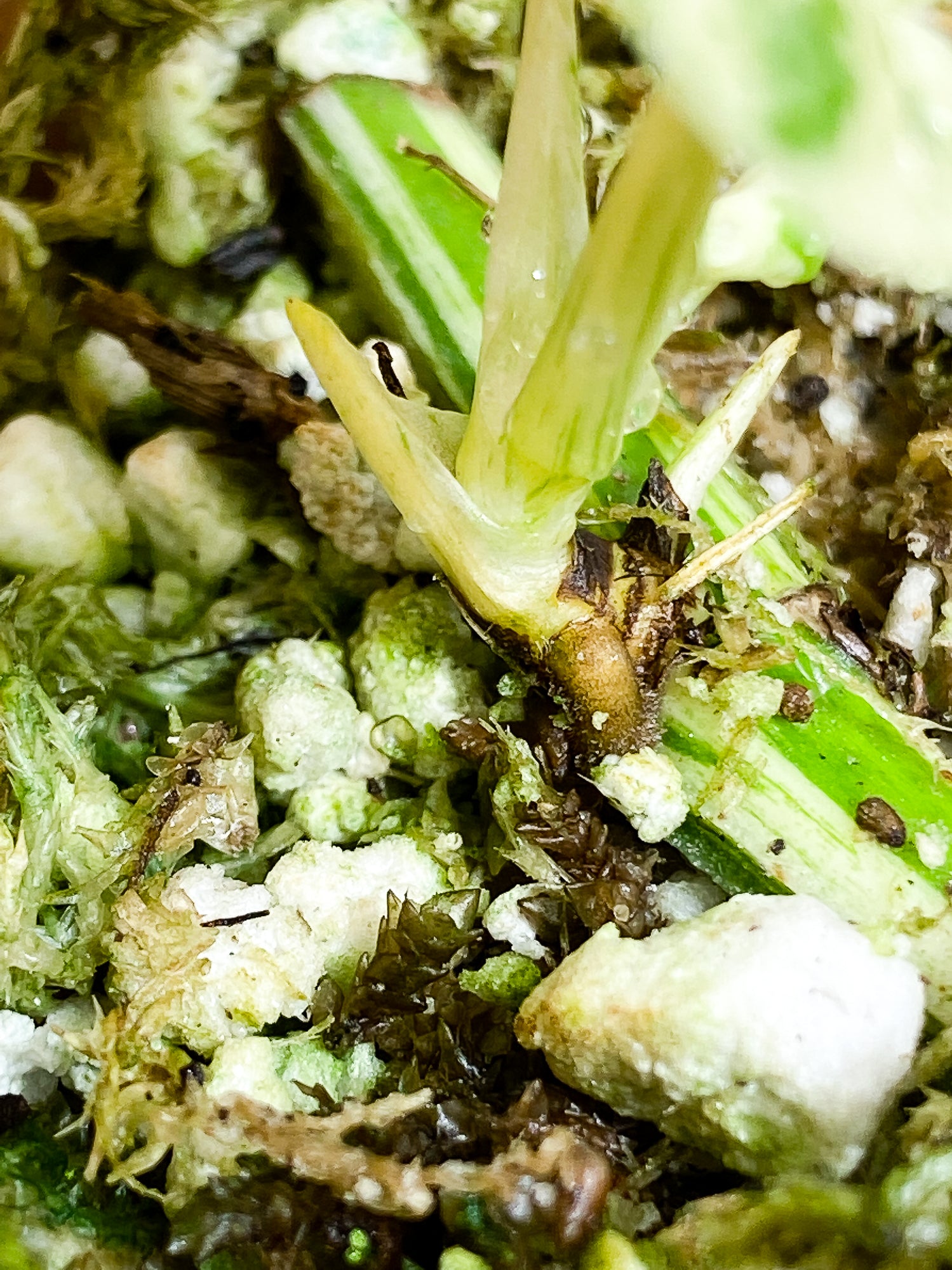 Epipremnum pinnatum marble 3 leaves 2 sprouts slightly rooted