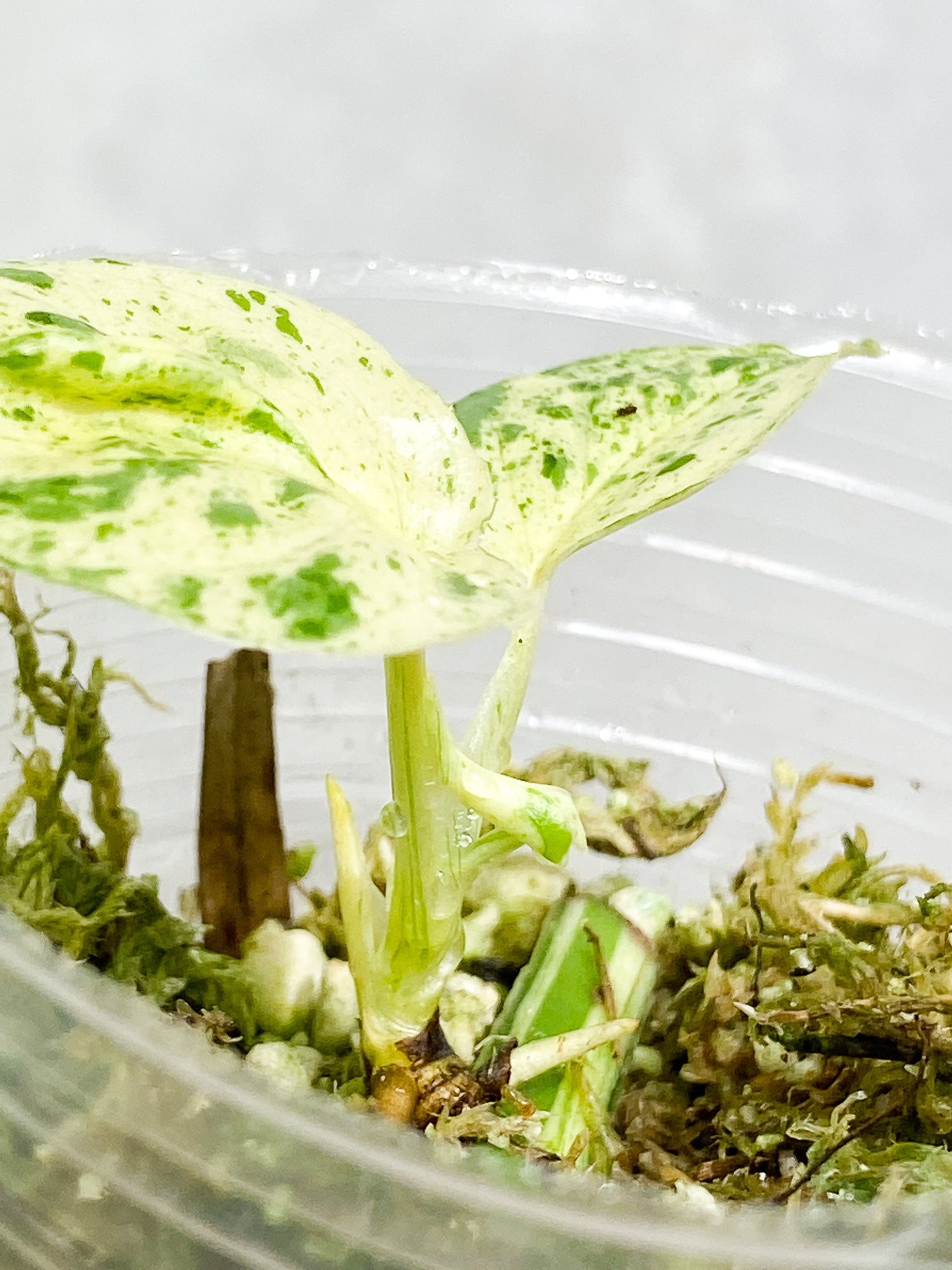 Epipremnum pinnatum marble 3 leaves 2 sprouts slightly rooted