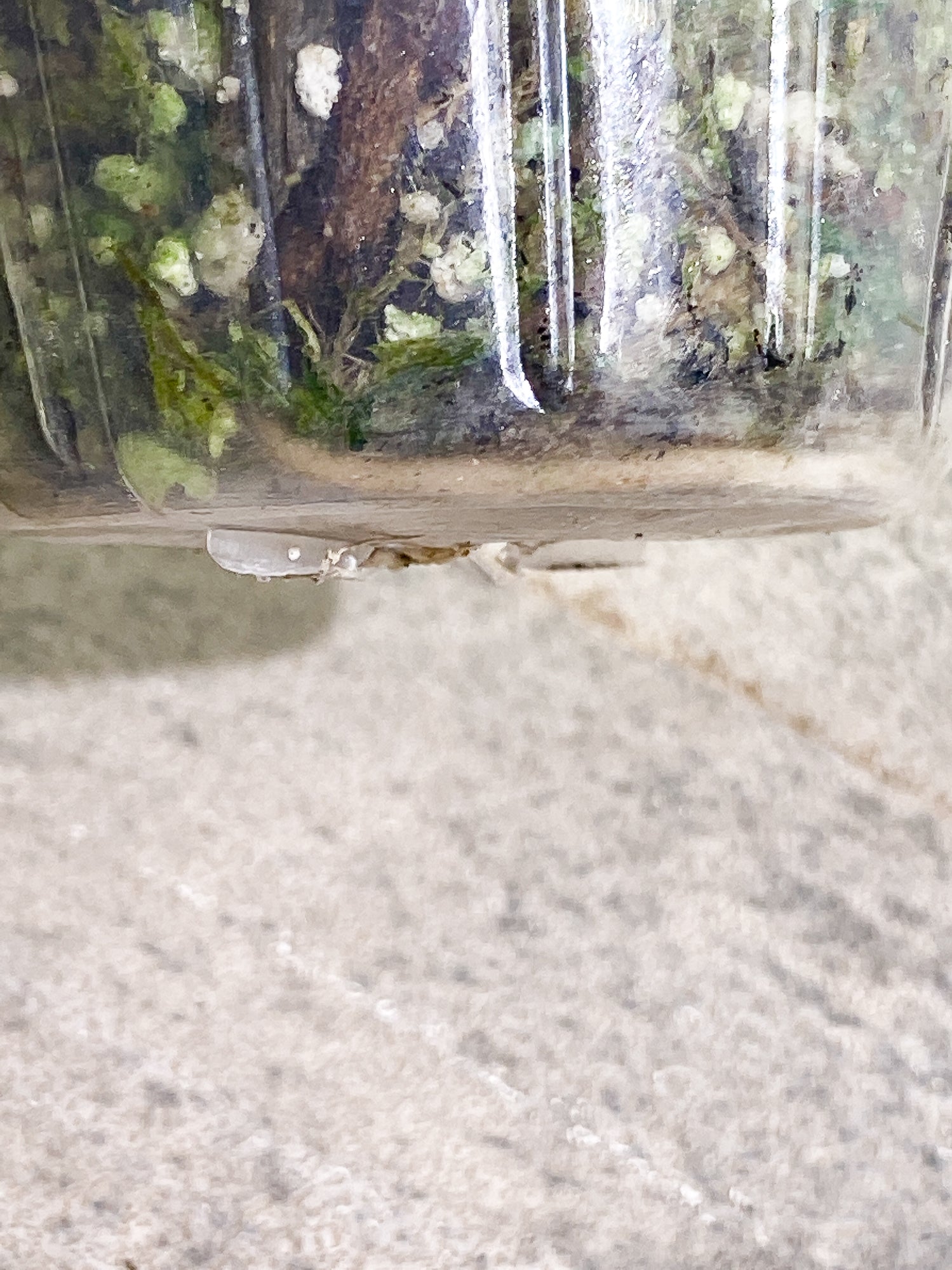 Epipremnum pinnatum marble 3 leaves 2 sprouts slightly rooted