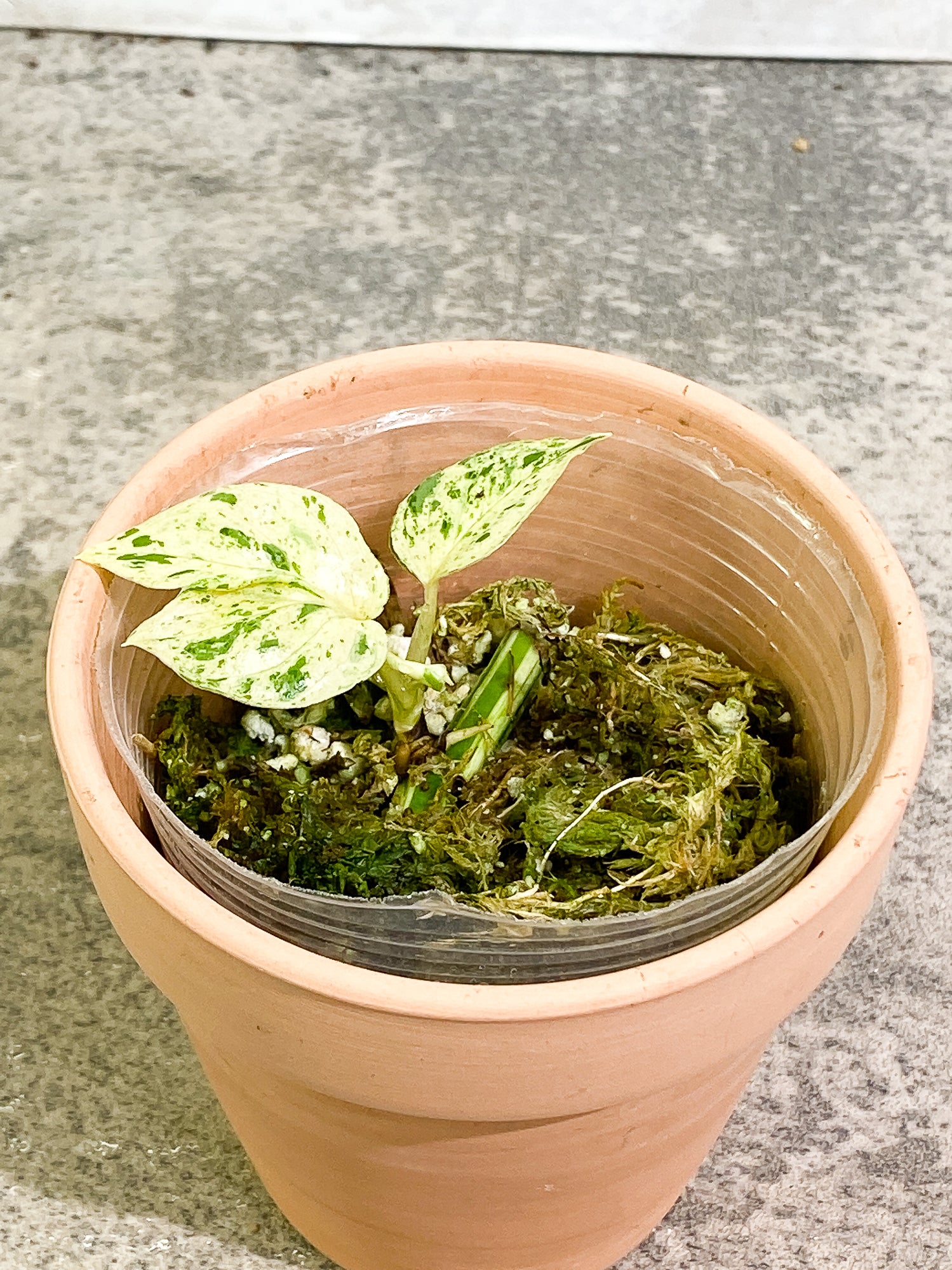 Epipremnum pinnatum marble 3 leaves 2 sprouts slightly rooted