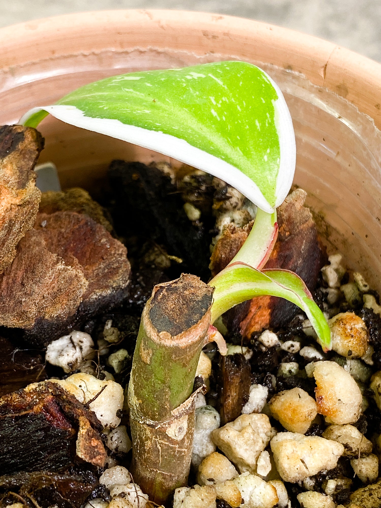 Philodendron white princess 1 leaf slightly rooted