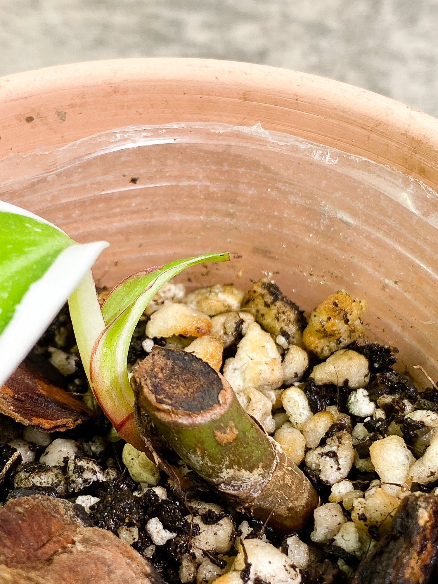 Philodendron white princess 1 leaf slightly rooted