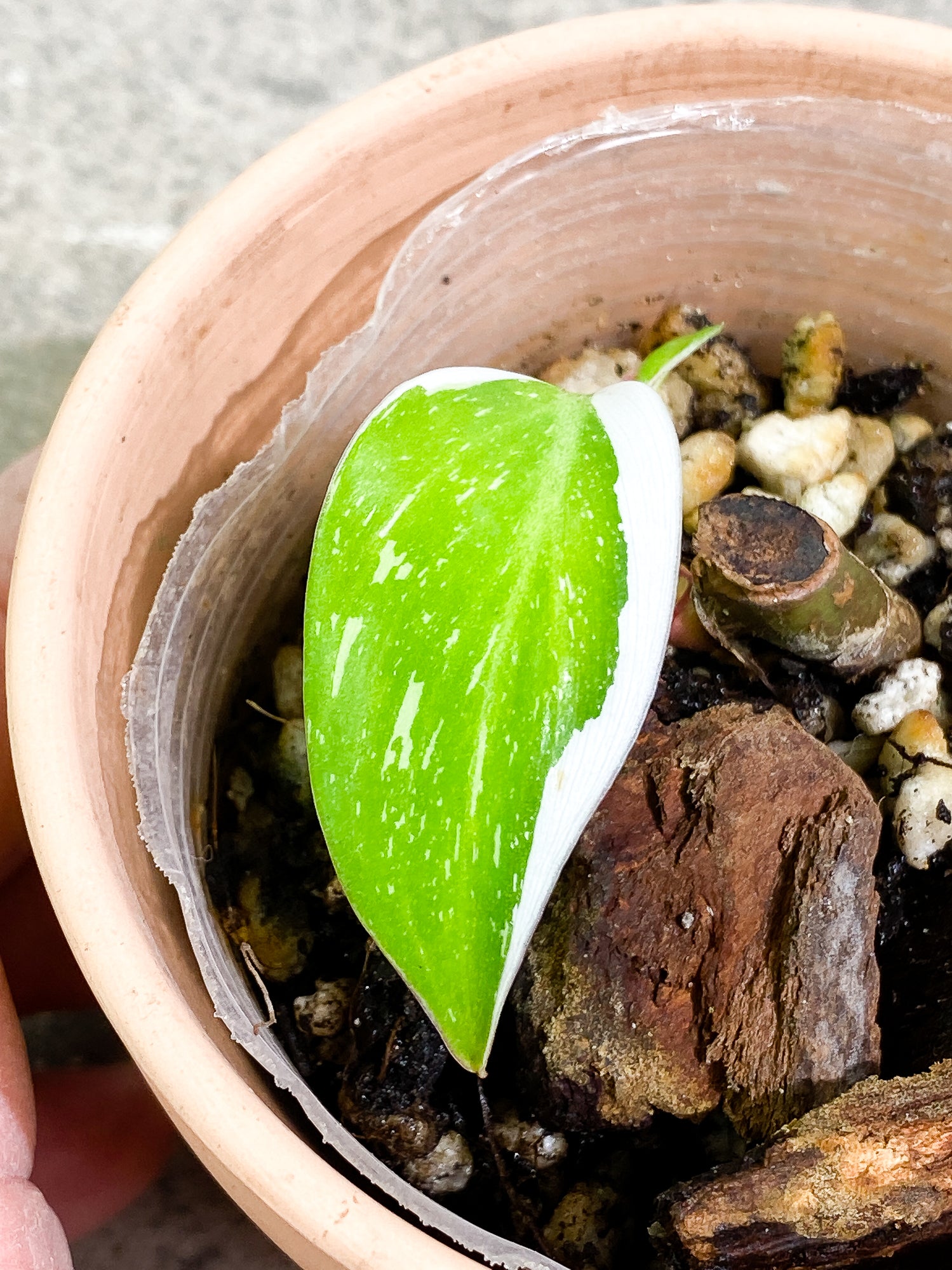 Philodendron white princess 1 leaf slightly rooted