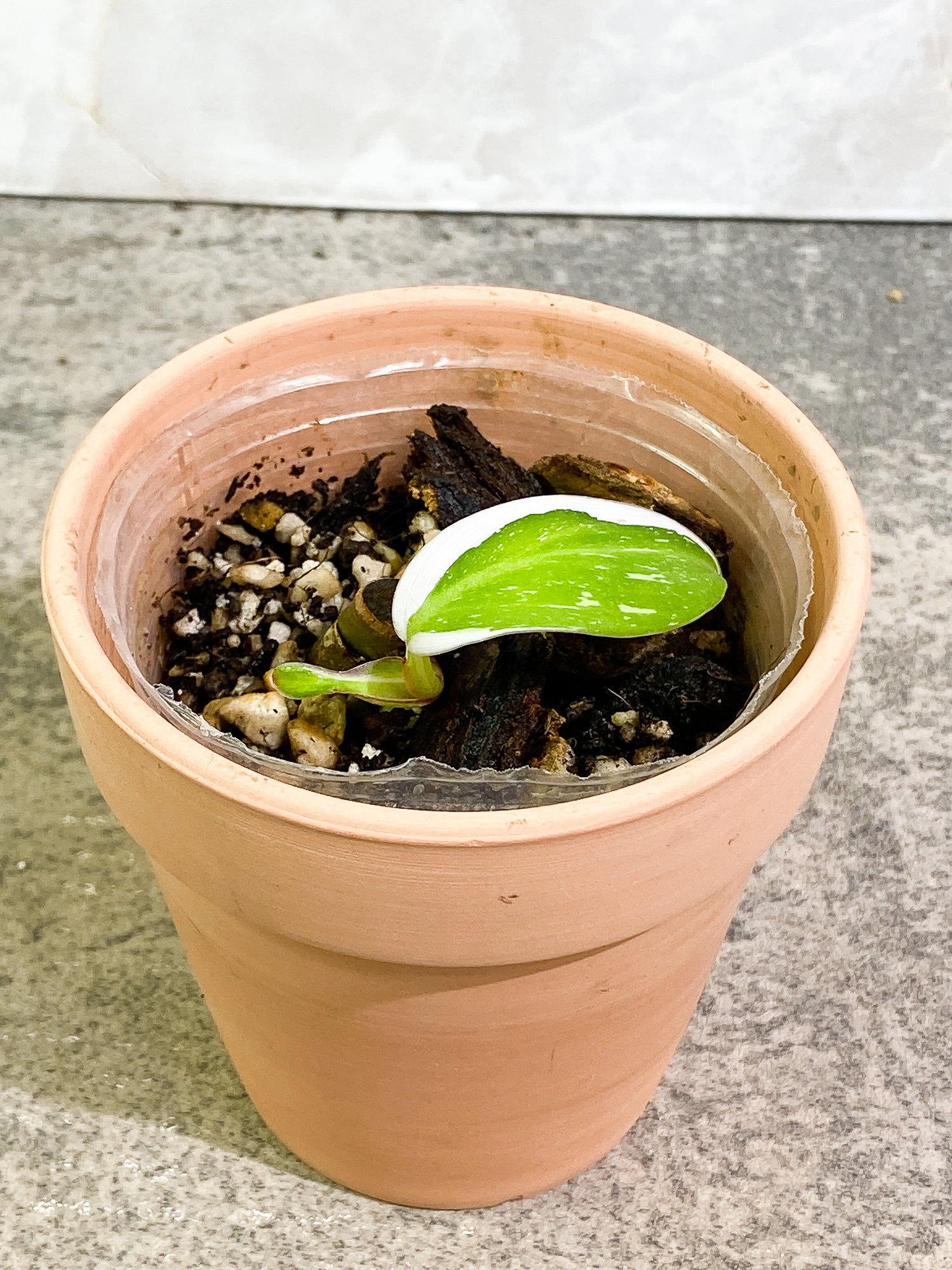 Philodendron white princess 1 leaf slightly rooted