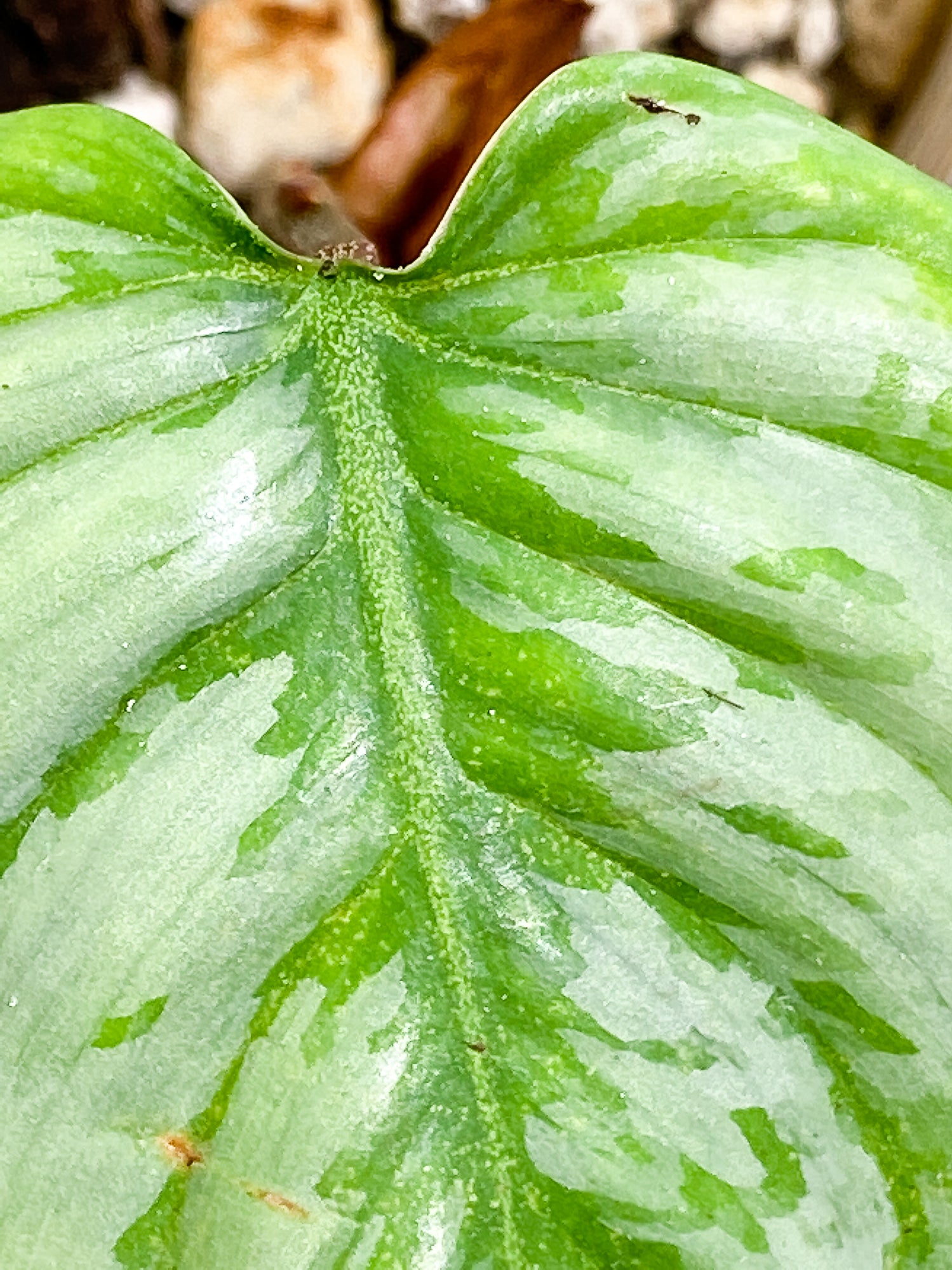 Philodendron Sodiroi 1 leaf slightly rooted