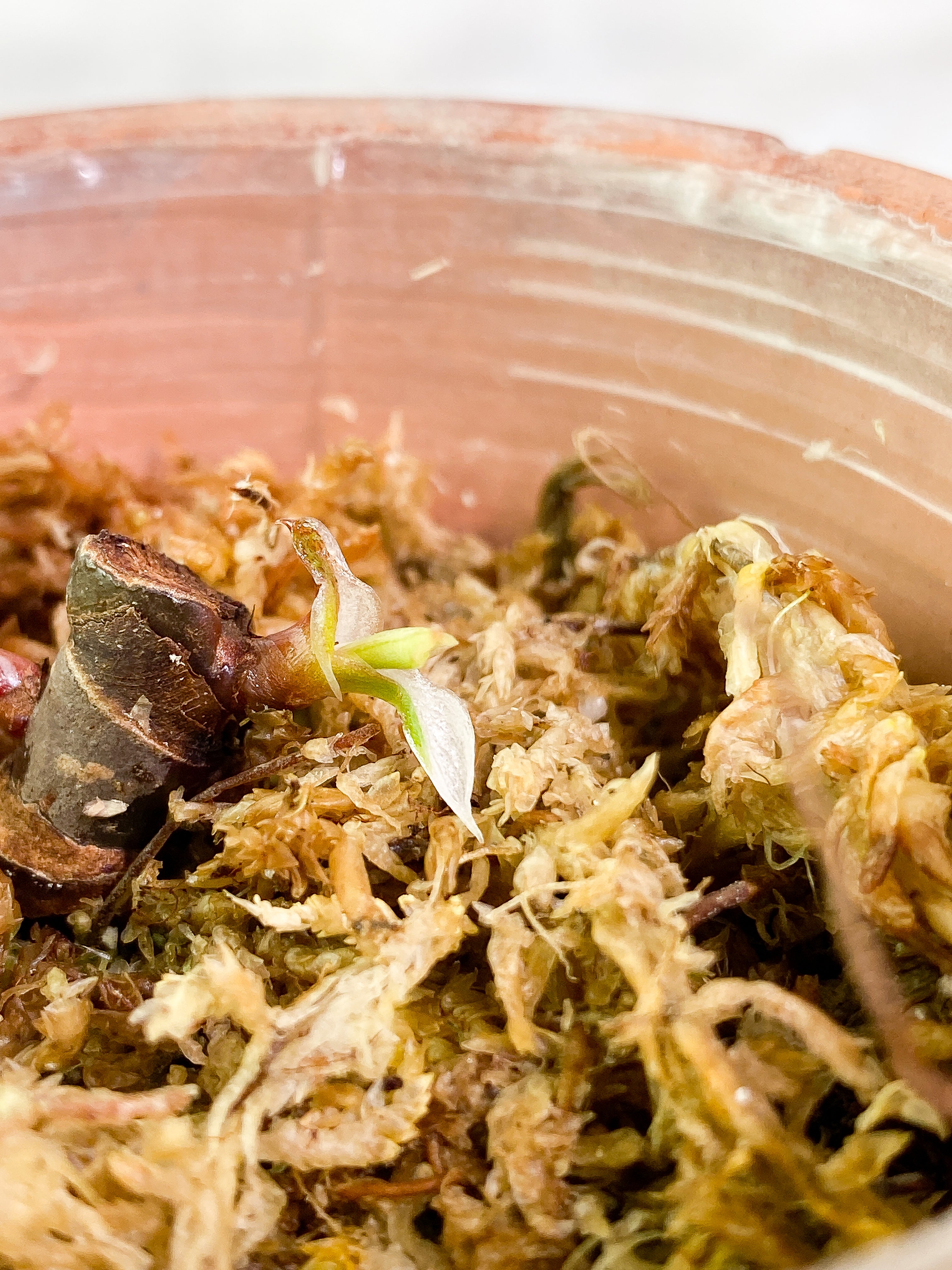Philodendron White Knight tricolor double node 2 sprouts slightly rooted