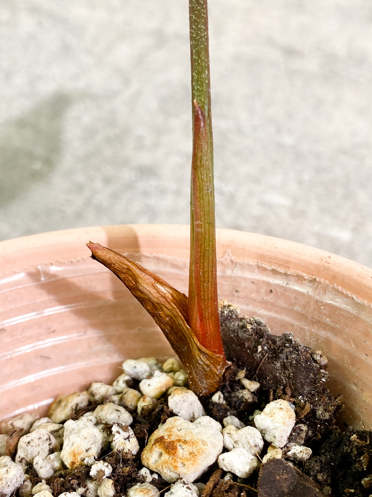 Philodendron Sodiroi 1 leaf slightly rooted