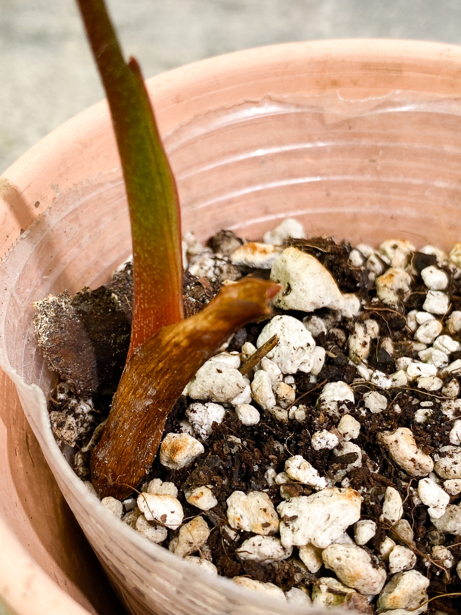 Philodendron Sodiroi 1 leaf slightly rooted