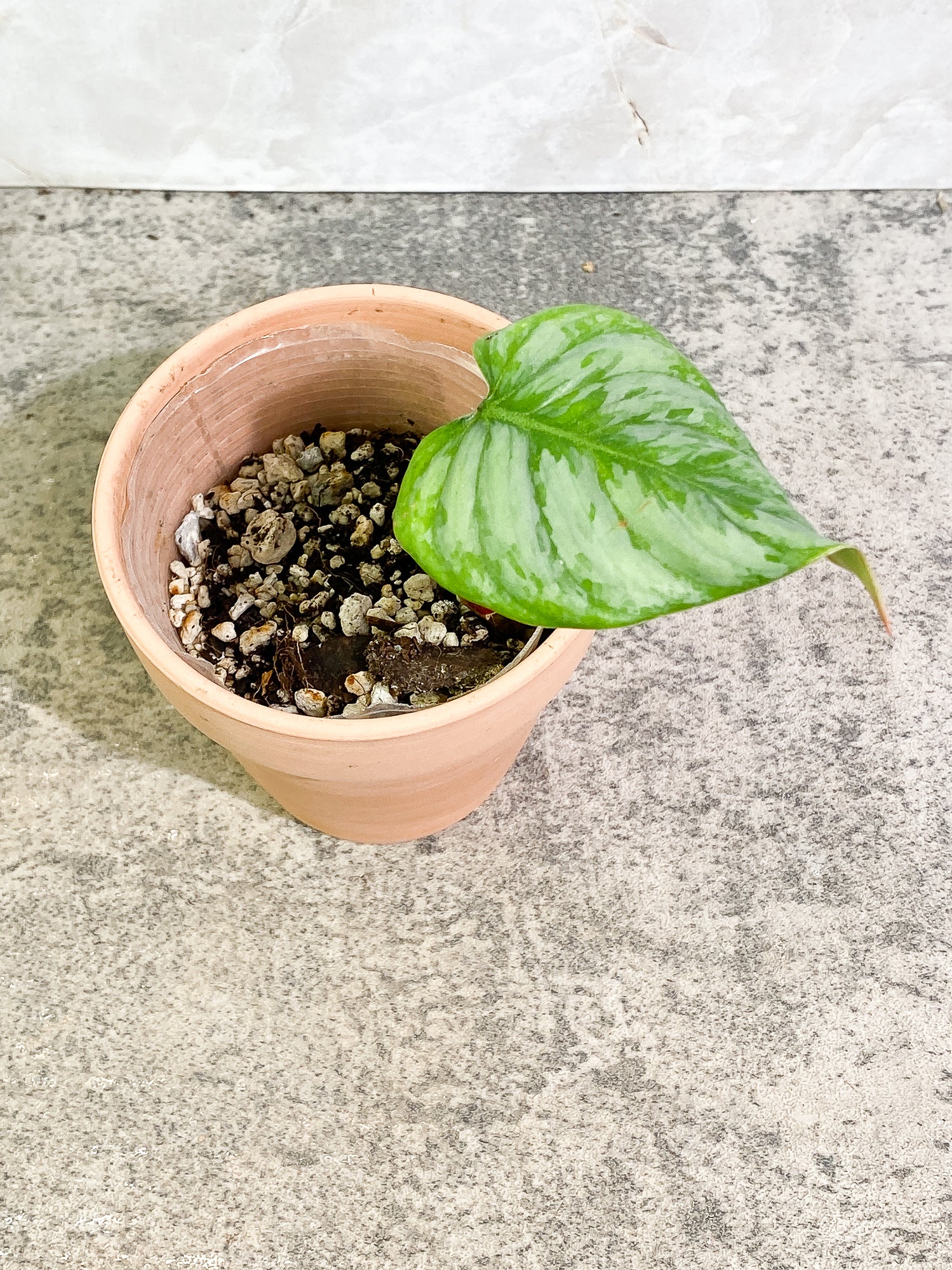 Philodendron Sodiroi 1 leaf slightly rooted