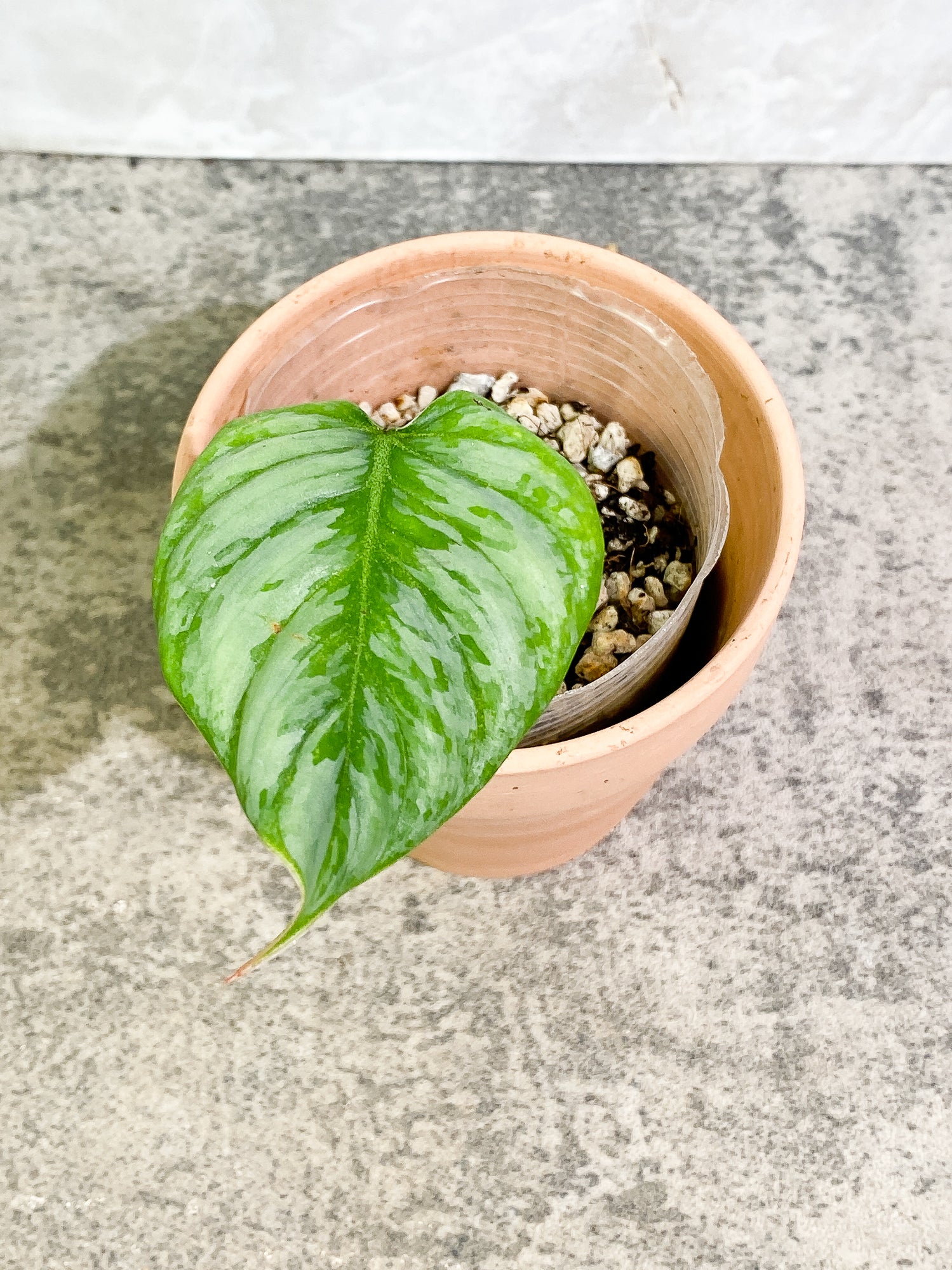 Philodendron Sodiroi 1 leaf slightly rooted